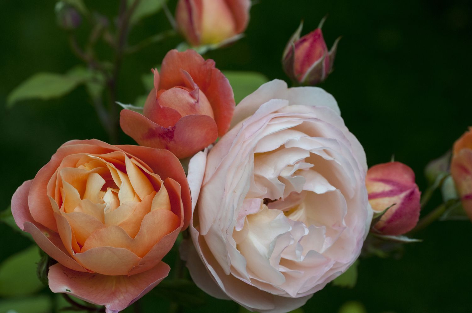 'Lady Emma Hamilton' Englische Rose in verschiedenen Farben