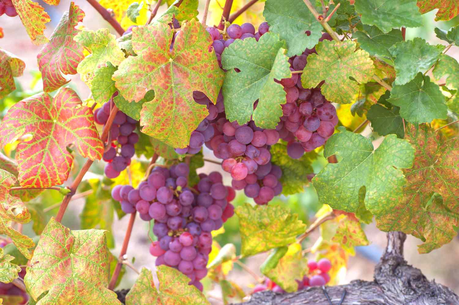 Gewöhnliche Weinreben mit vergilbten roten Blättern und hellroten Trauben