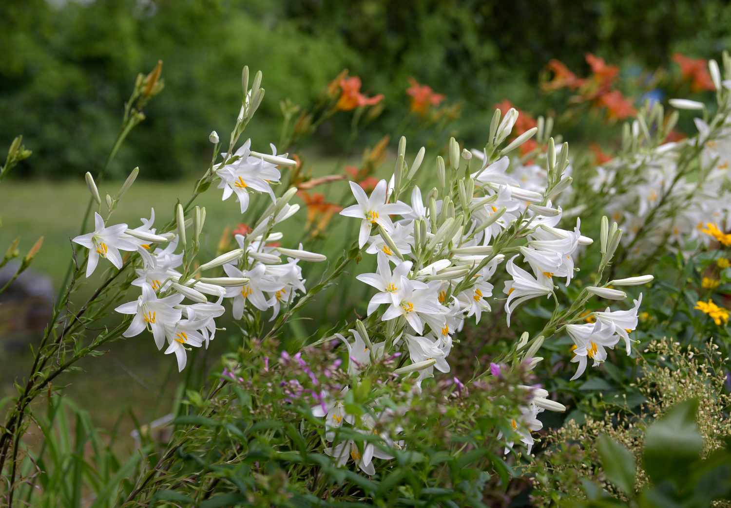 Madonnenlilienpflanze mit schiefen dünnen Stängeln und weißen trompetenförmigen Blüten im Garten