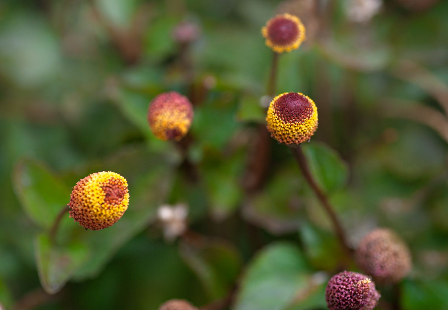 Augapfelpflanze mit gelben und weinroten Blüten an dünnem Stiel in Nahaufnahme 