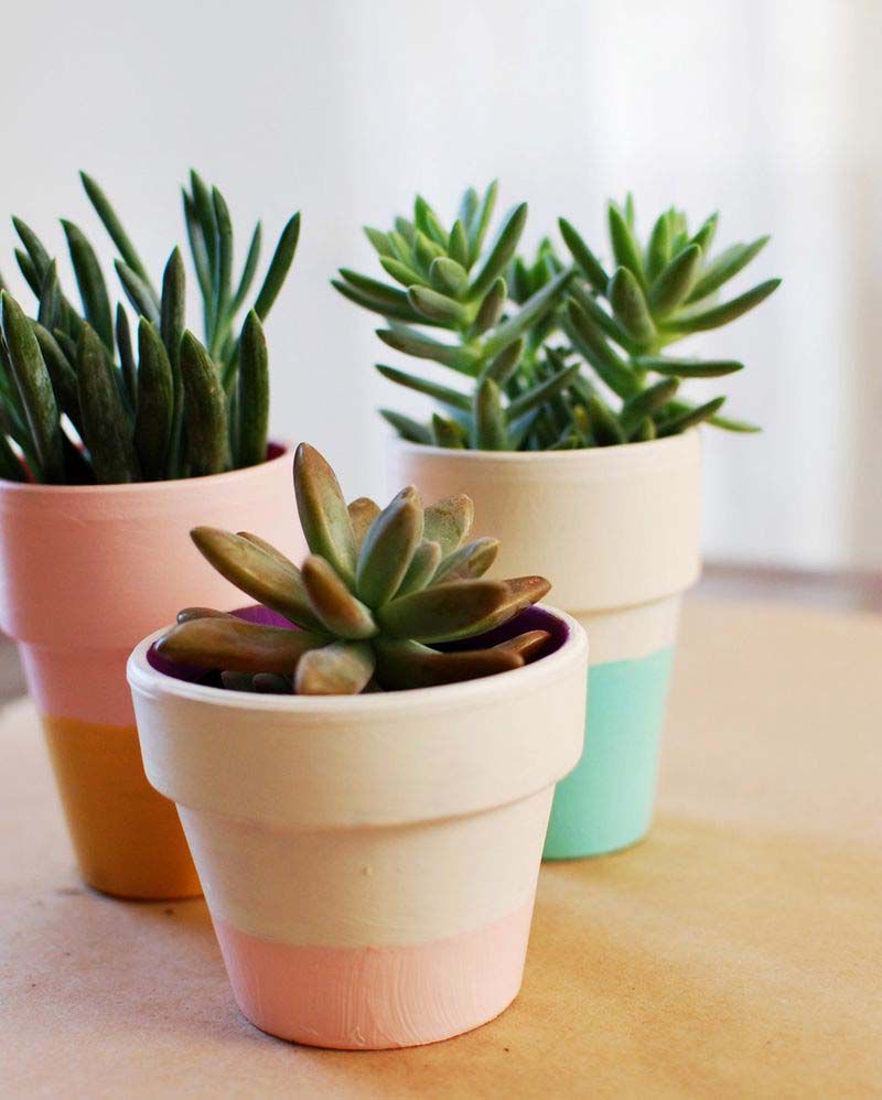 Three succulents in colorful pots