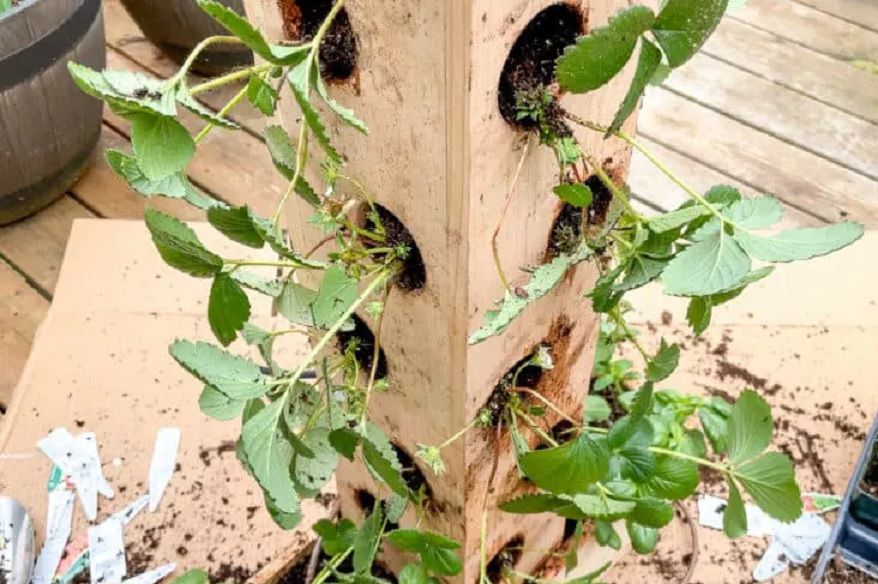 Ein hoher Holzpfahl mit Löchern, aus denen Erdbeerpflanzen herausragen.