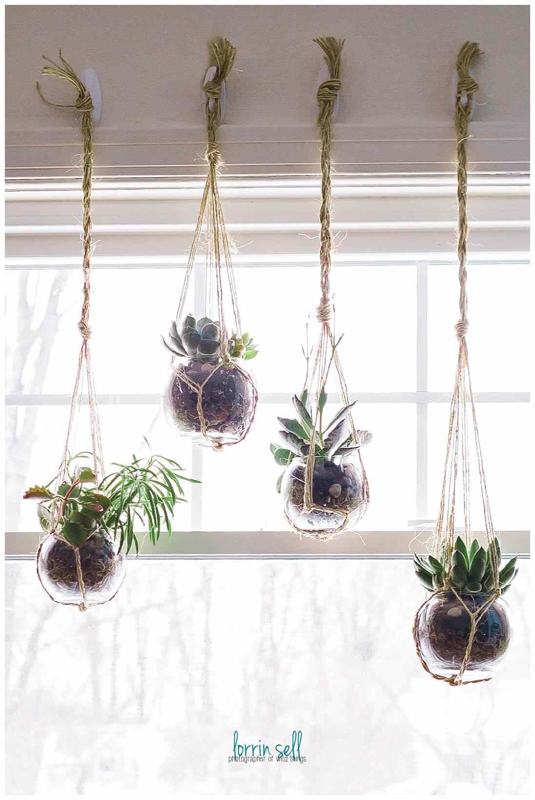 Plantas em recipientes de vidro penduradas na frente da janela
