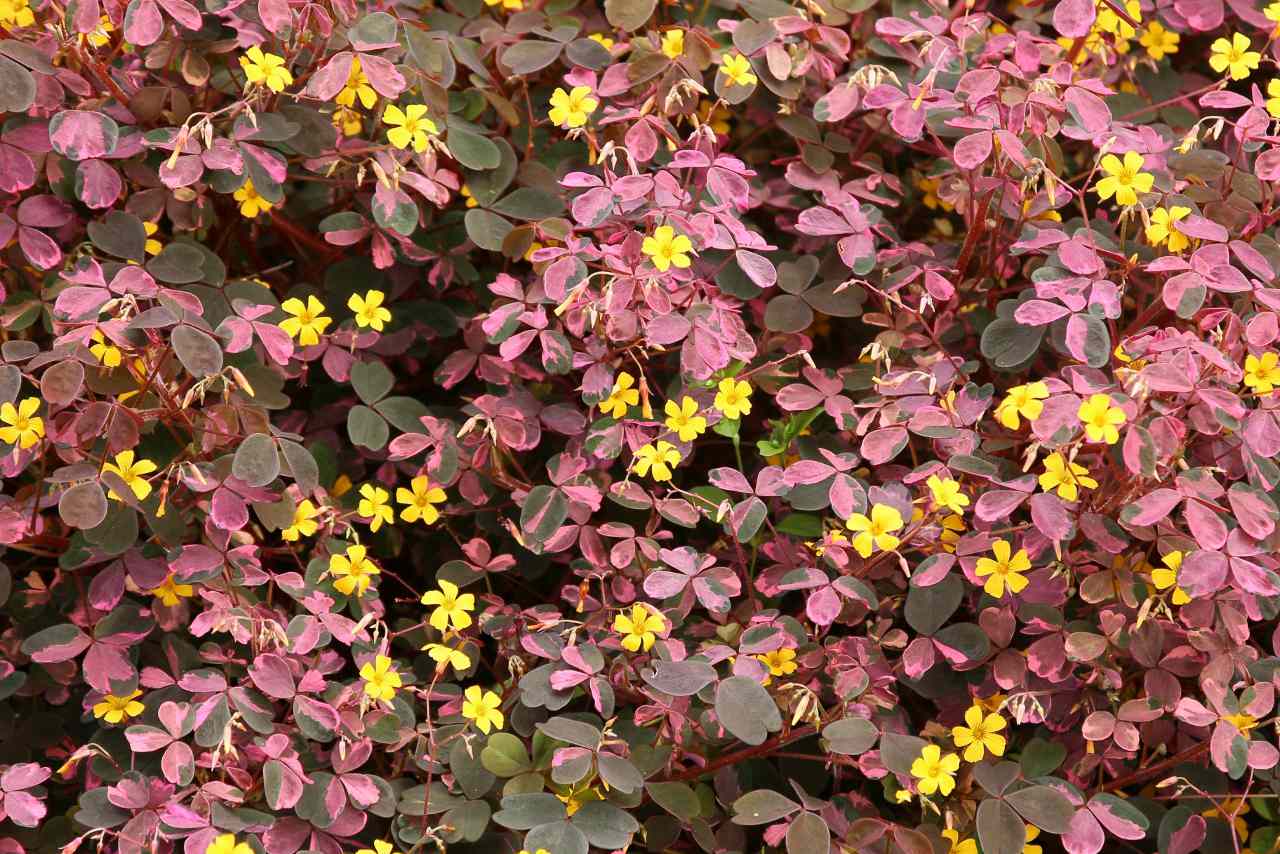 Oxalis spiralis vulcanicola