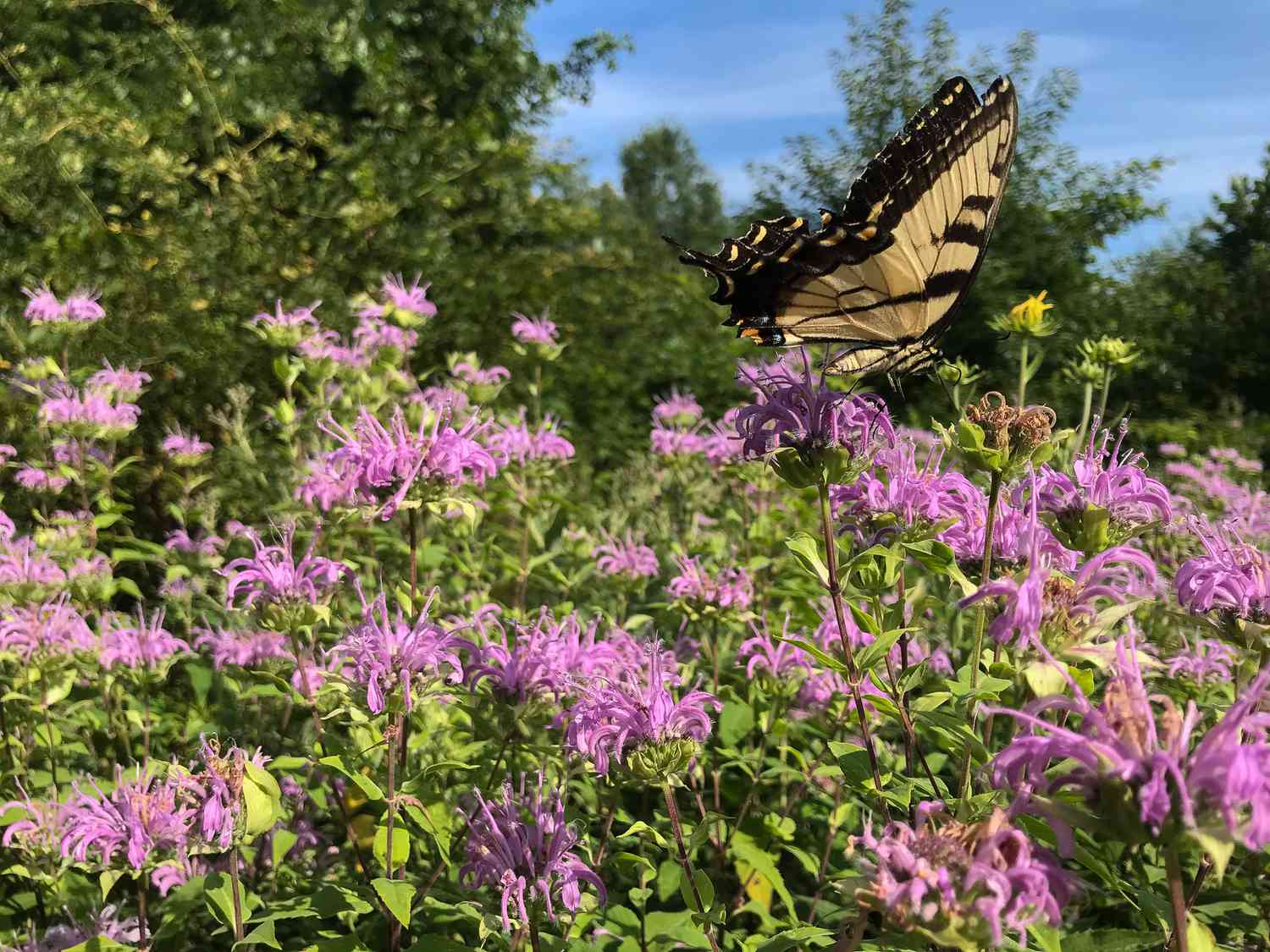 Schwalbenschwanzschmetterling auf einheimischer Bienenmelisse