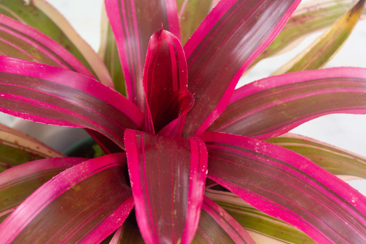 closeup of a pink bromeliad