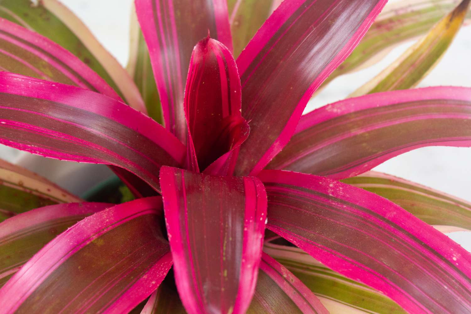 primer plano de una bromelia rosa