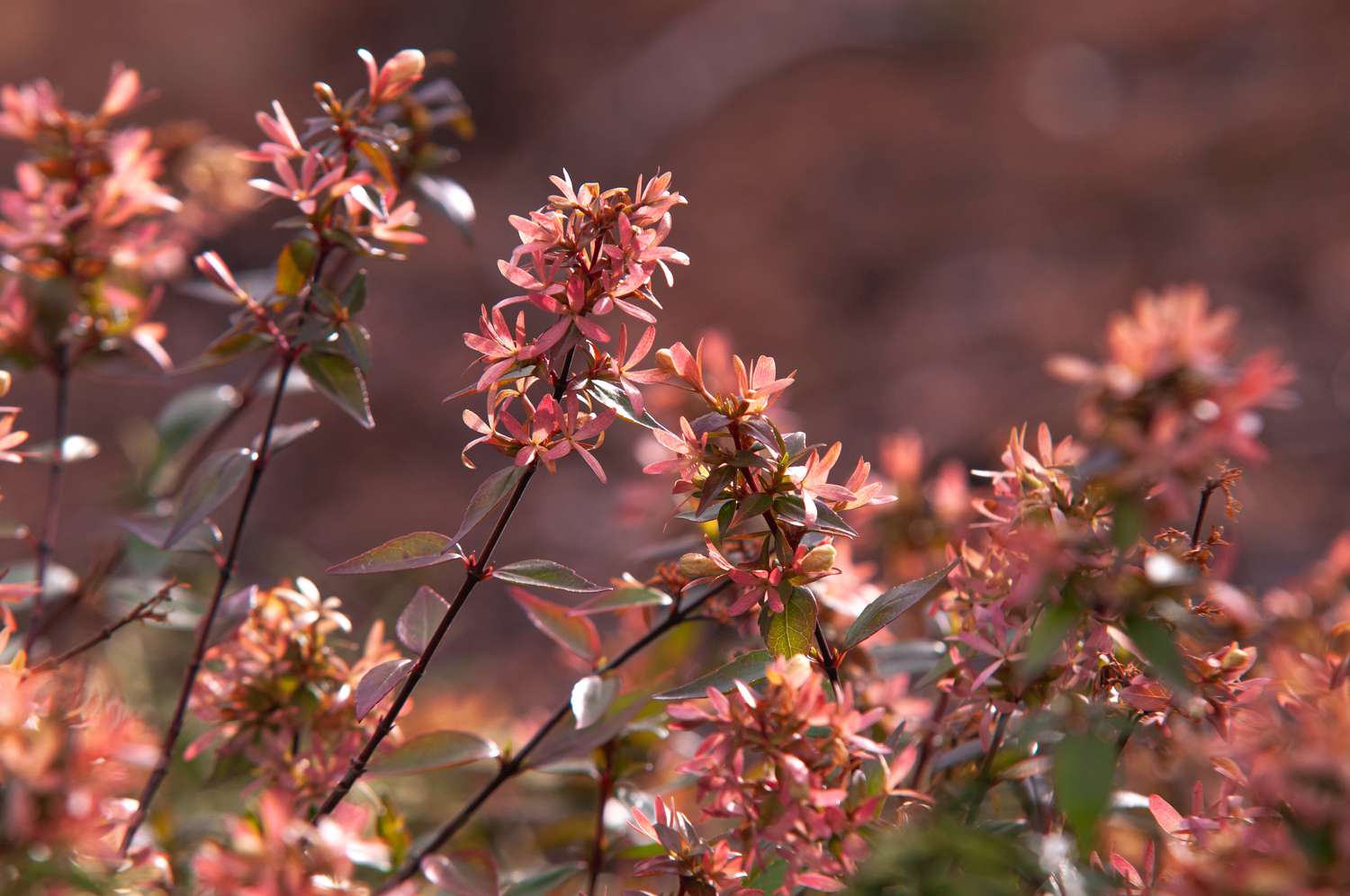 Glänzender Abelienstrauch mit langen, dünnen, bogenförmigen Ästen und rosa glockenförmigen Blüten an den Enden