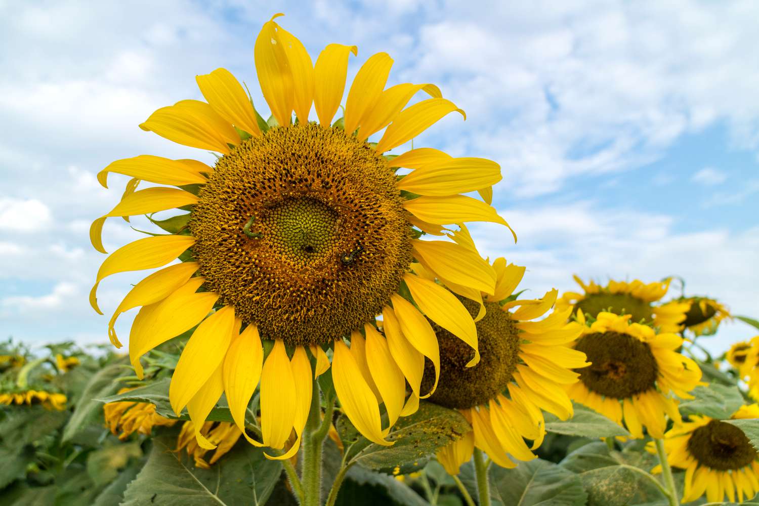 Nahaufnahme einer Sonnenblume