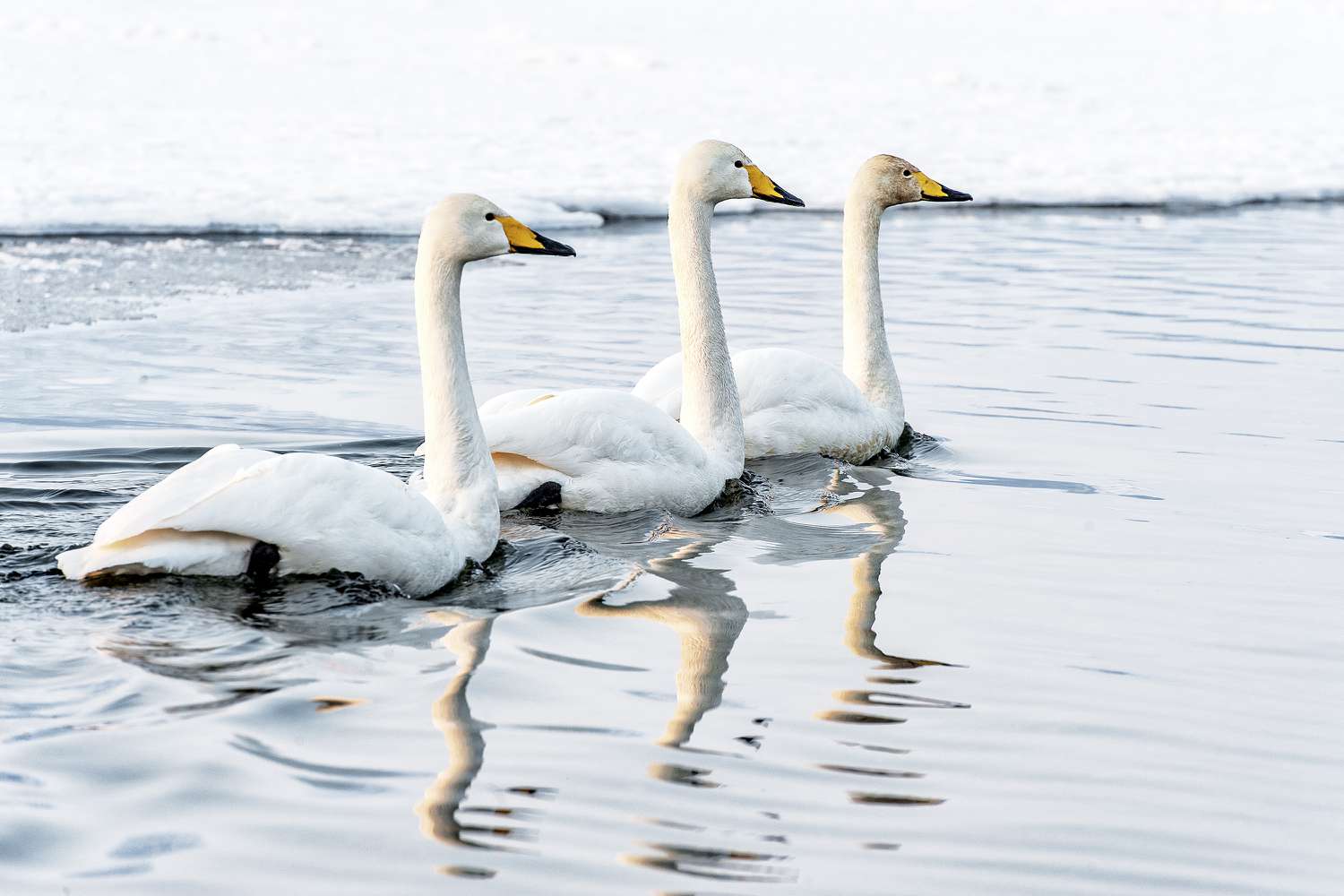 Drei Tundra-Schwäne (Cygnus columbianus) schwimmen im Wasser