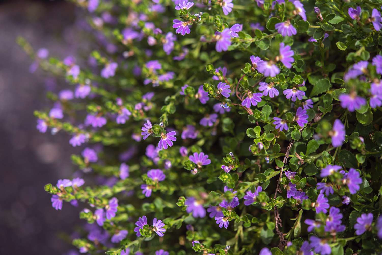 Scaevola plant with small purple flowers on thin green leaves closeup
