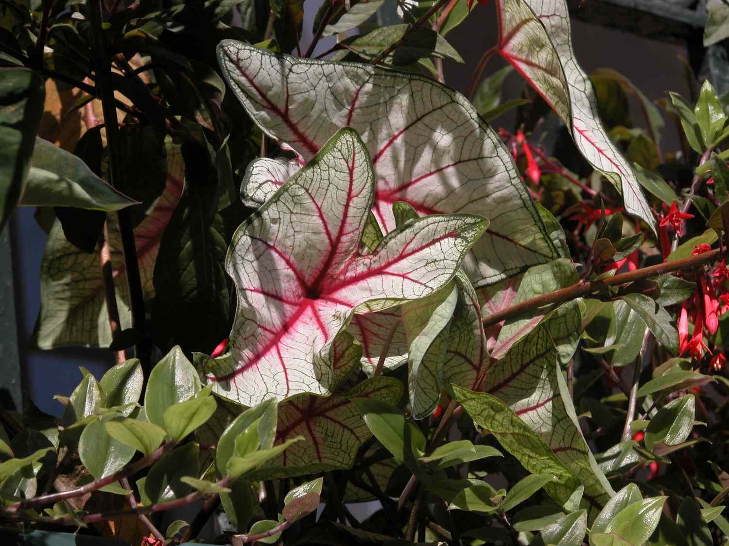 Follaje de Caladium