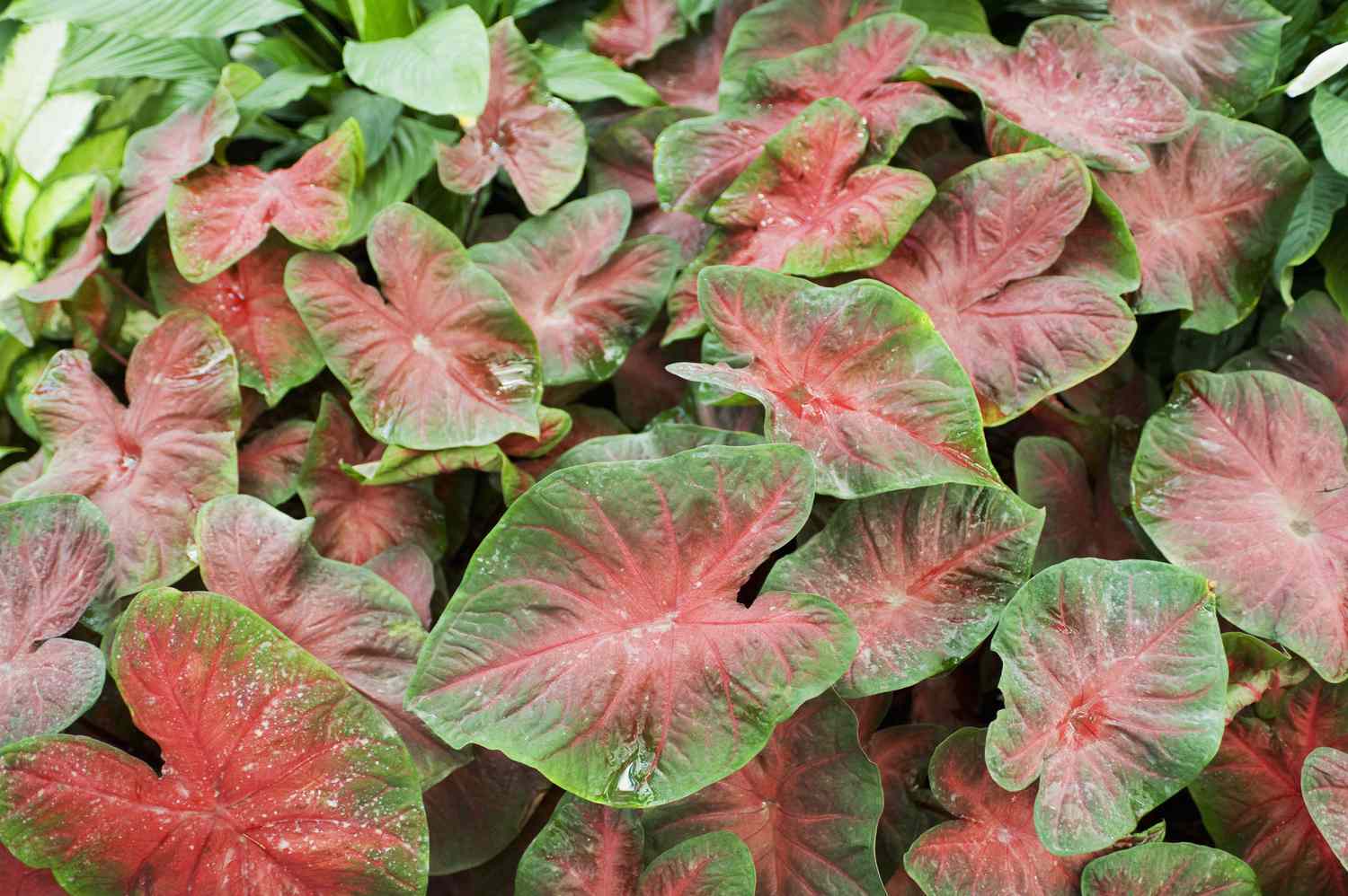 caladium leaves