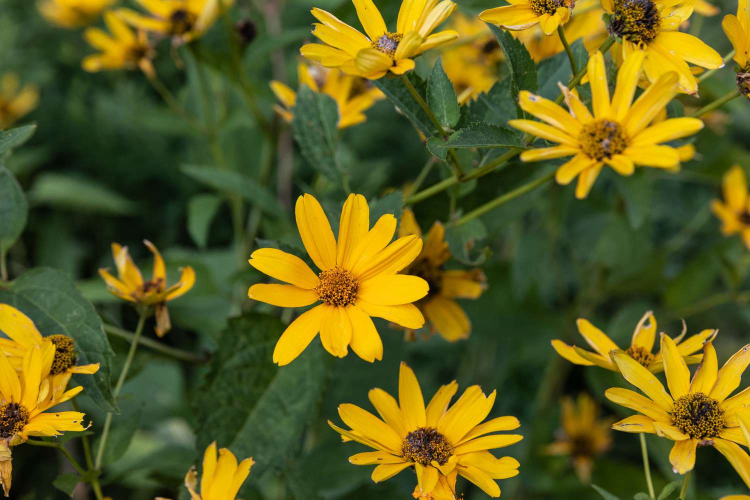 coreopsis flowers