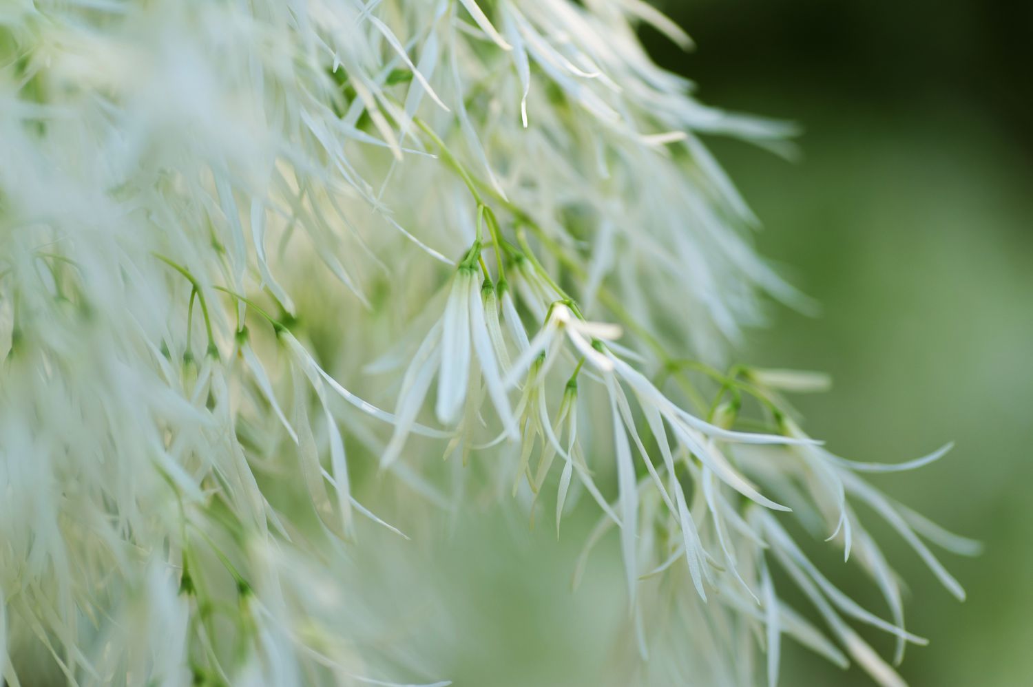 Árbol de flecos flores blancas plumosas primer plano