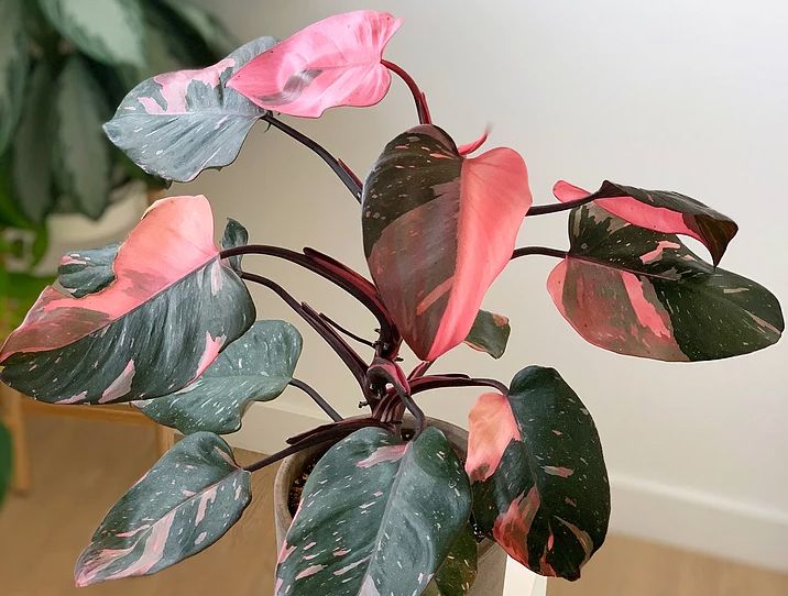 pink princess philodendron