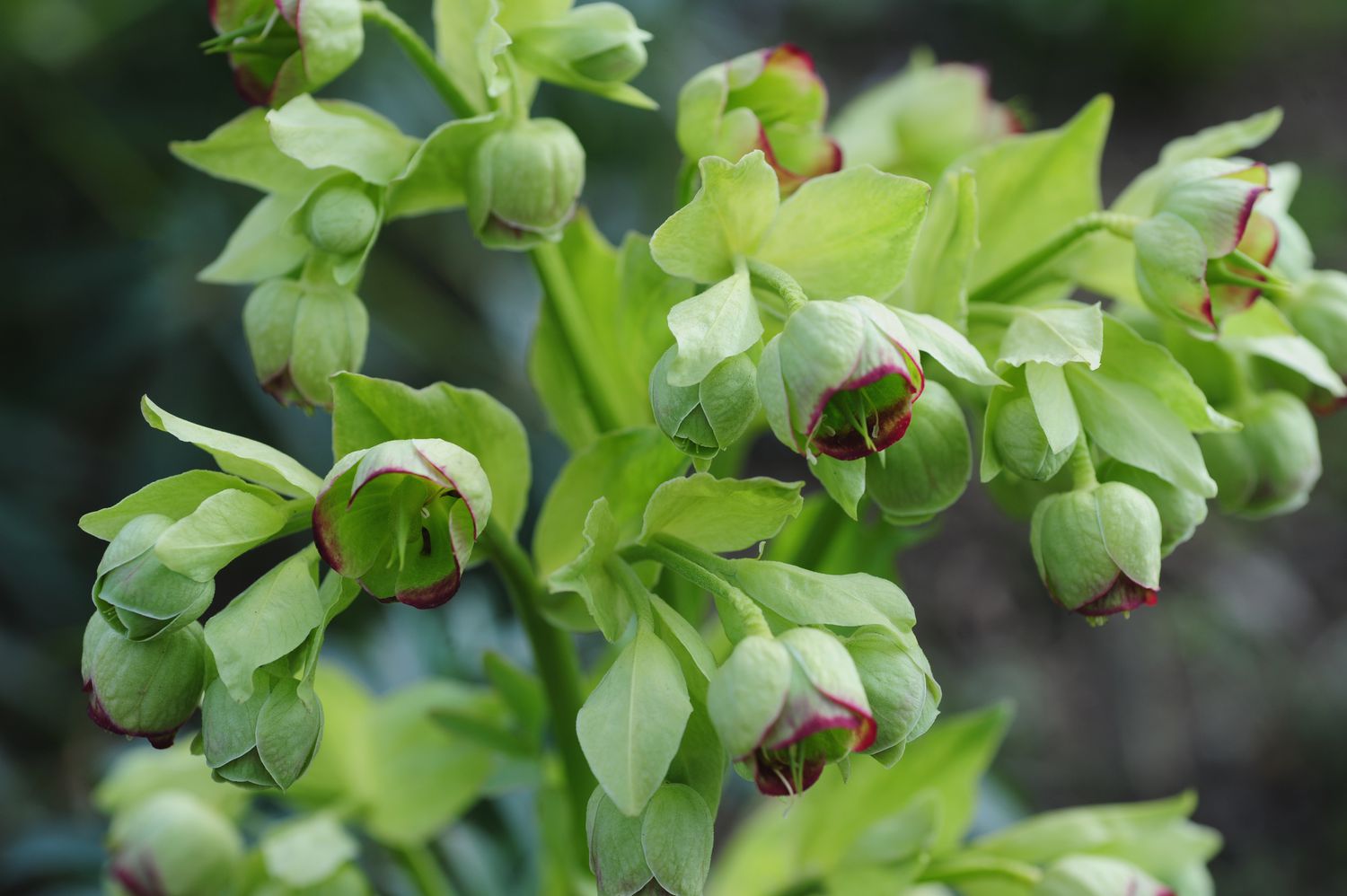 Stinkende Nieswurzpflanze mit hellgrünen schalenförmigen Blüten in Traube in Nahaufnahme