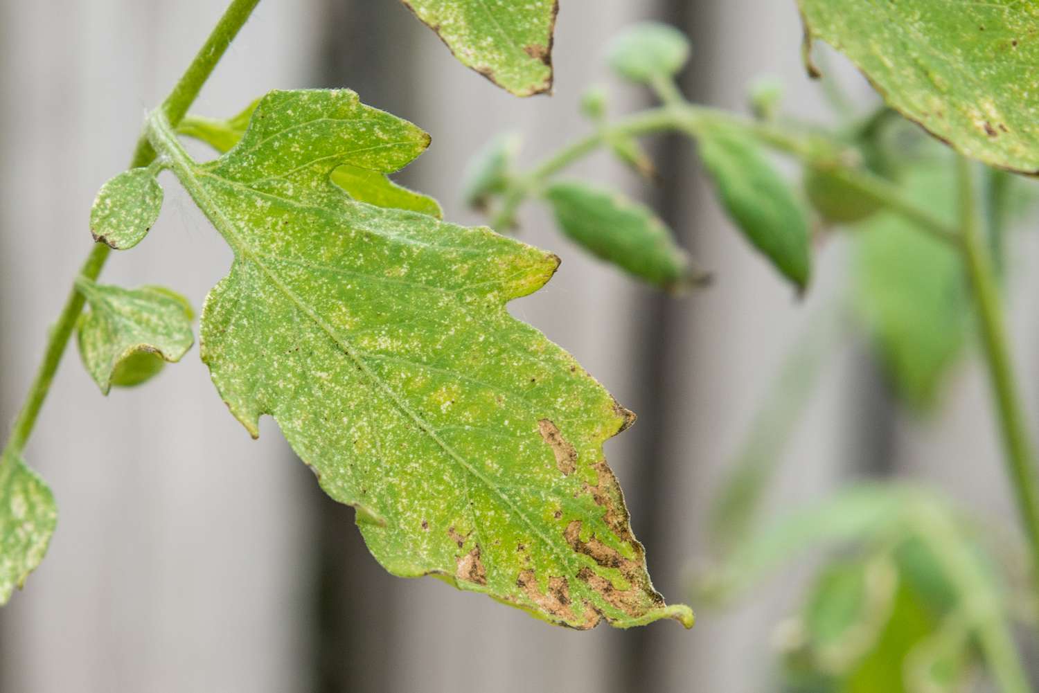 plant leaves with mildew