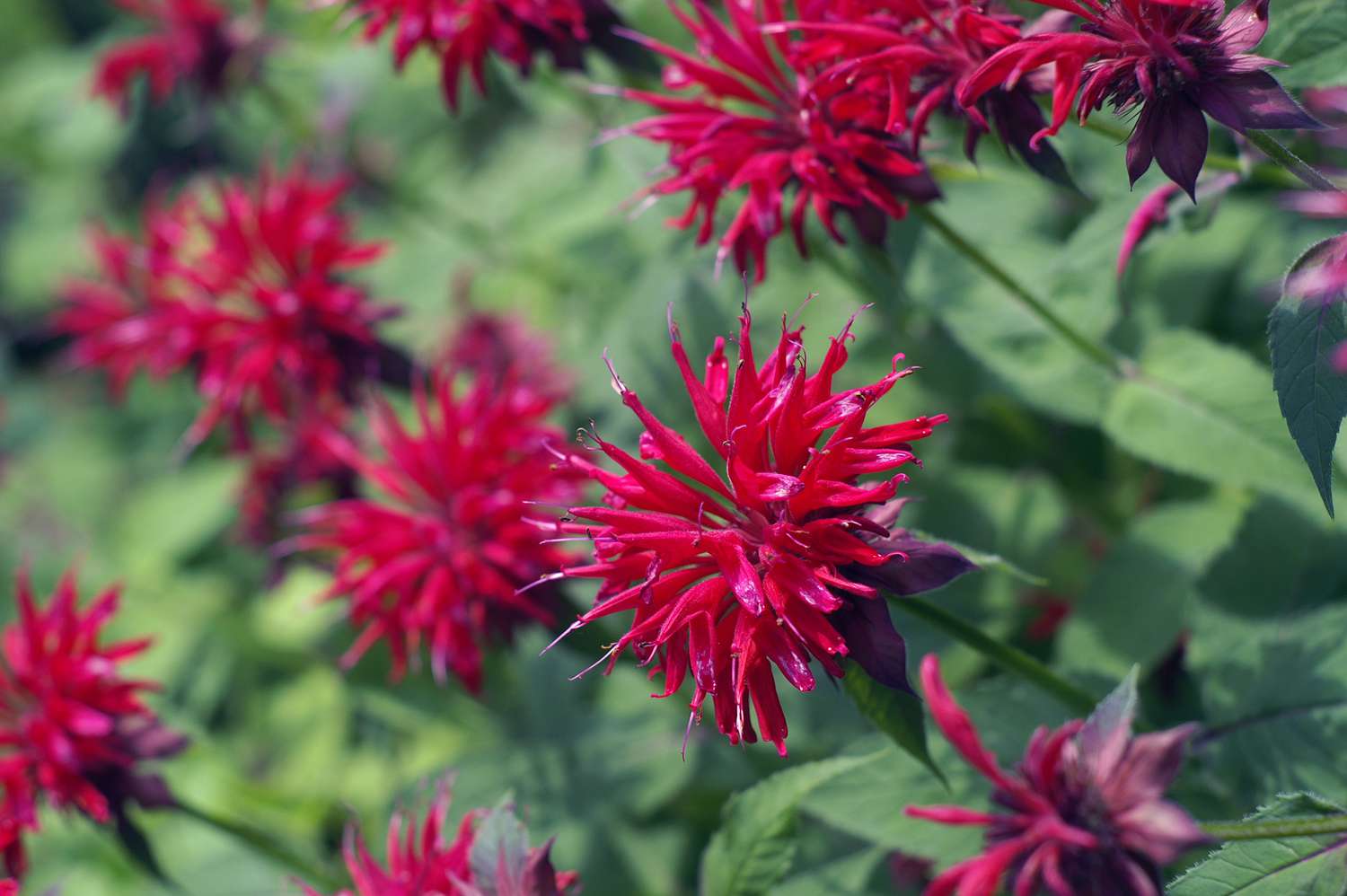 Blumen der Scharlachroten Bienenweide