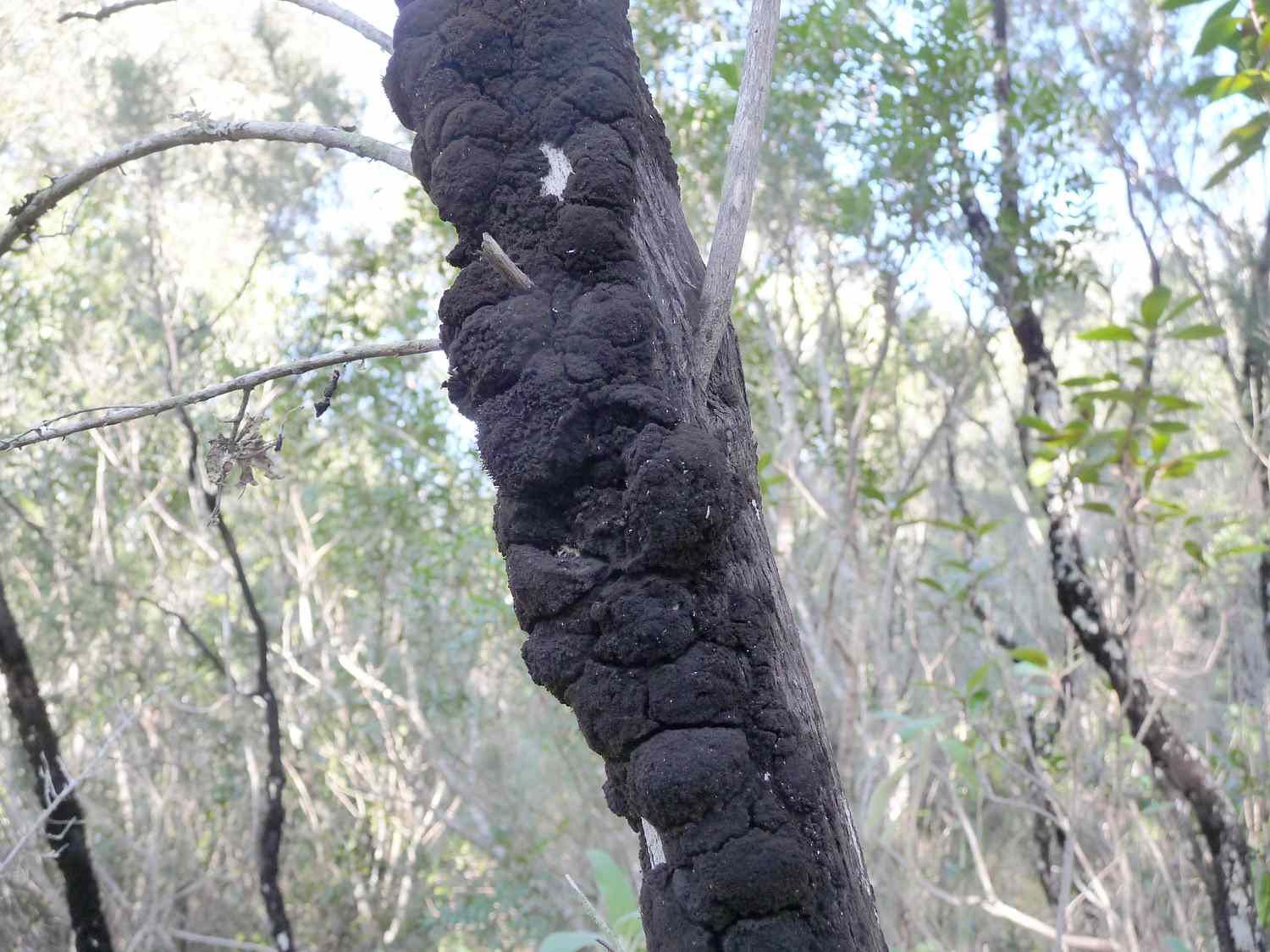 Nudo negro en árbol muerto