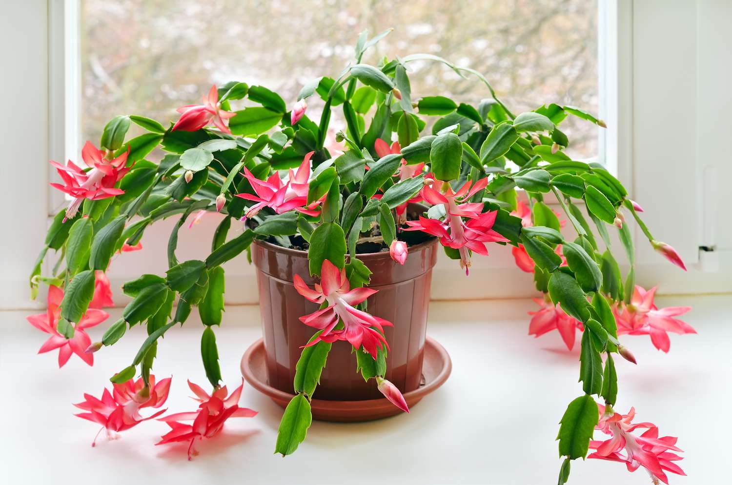 Cacto de Natal (Schlumbergera)