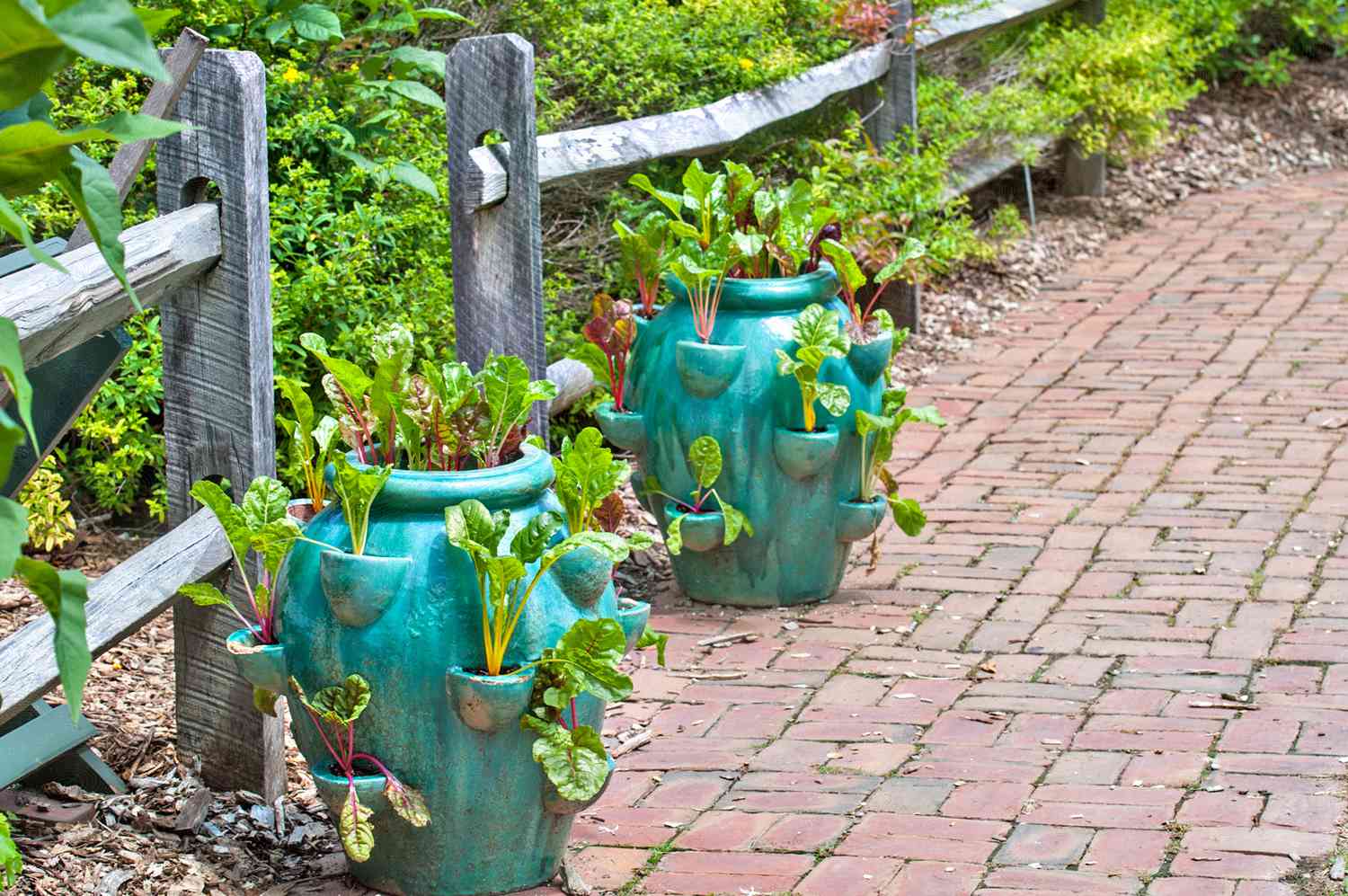 Pots de fraises plantés de blettes