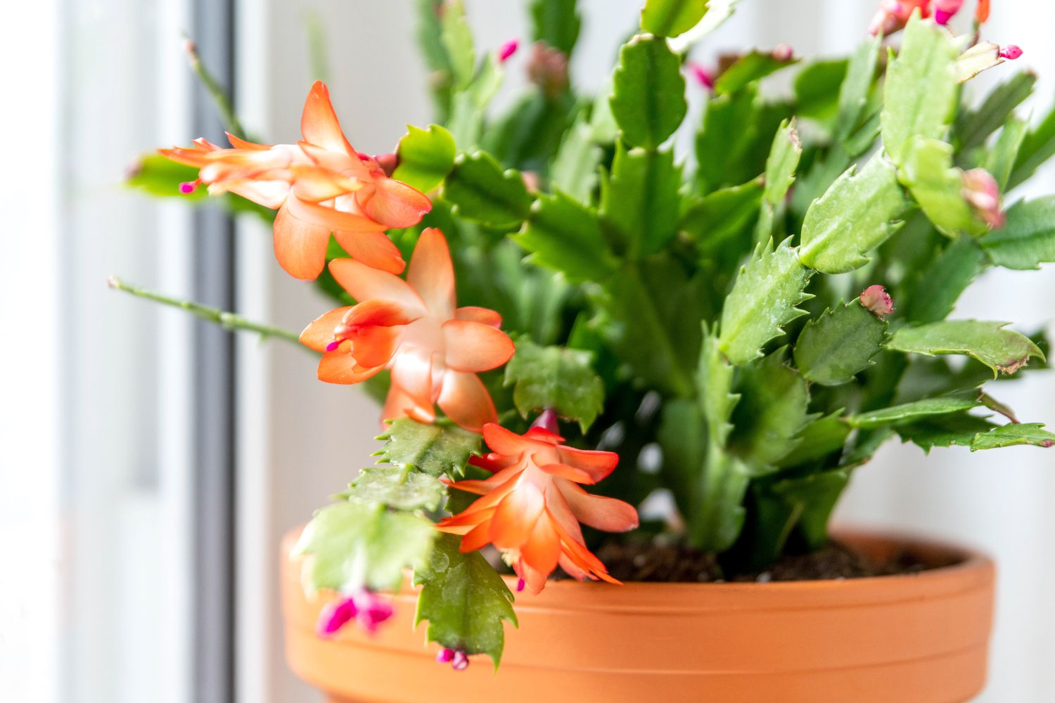 Erntedankkaktus mit ausladenden Zweigen und orangen Blüten