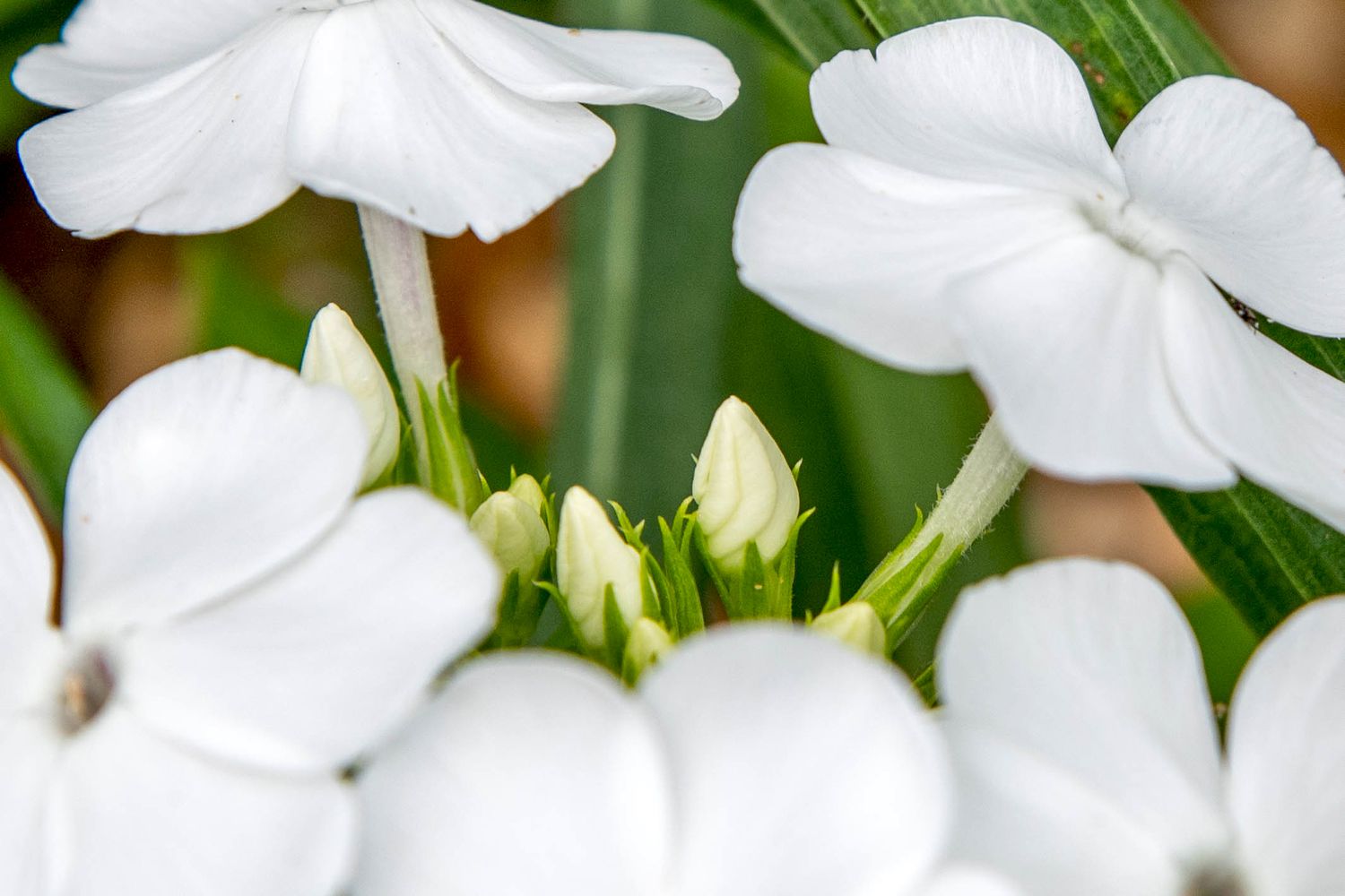 'David' garden phlox plant with small white buds surrounded by white flowers clustered together closeup