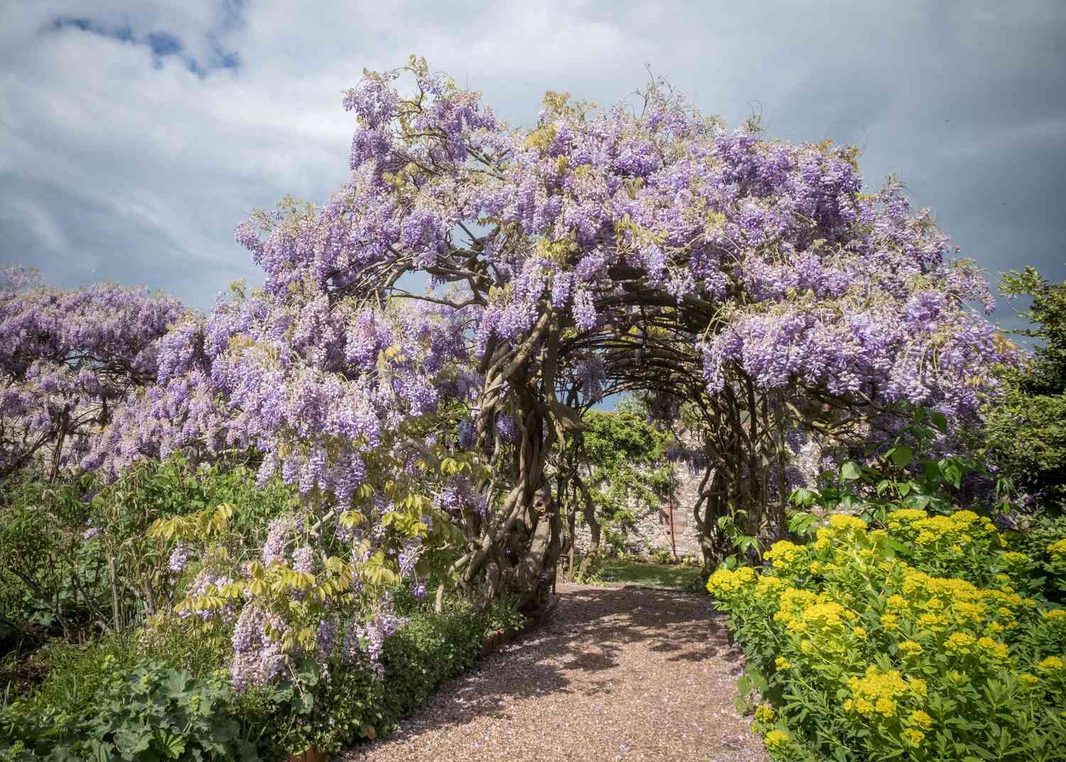 Frische lila Blumen am Baum gegen den Himmel