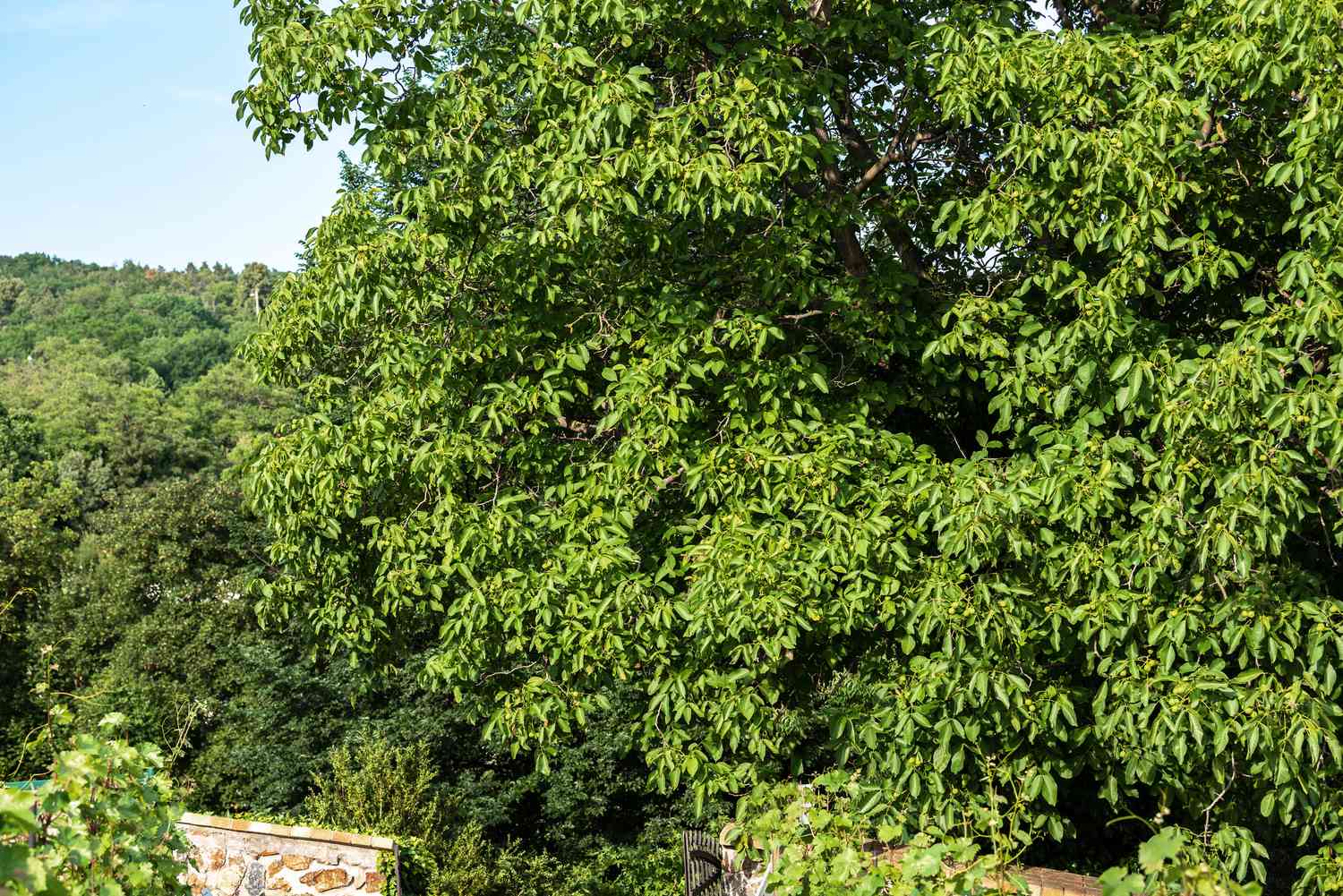 Englischer Walnussbaum mit dichten Ästen 