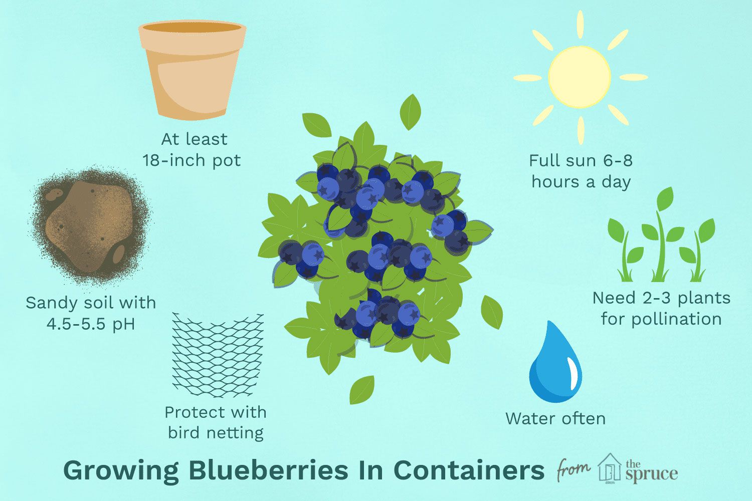 Growing Blueberries In Containers