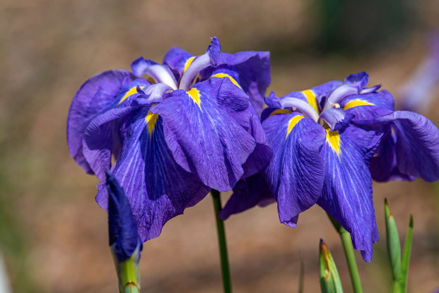 Irisblüte mit lila und gelben Blütenblättern im Sonnenlicht in Nahaufnahme