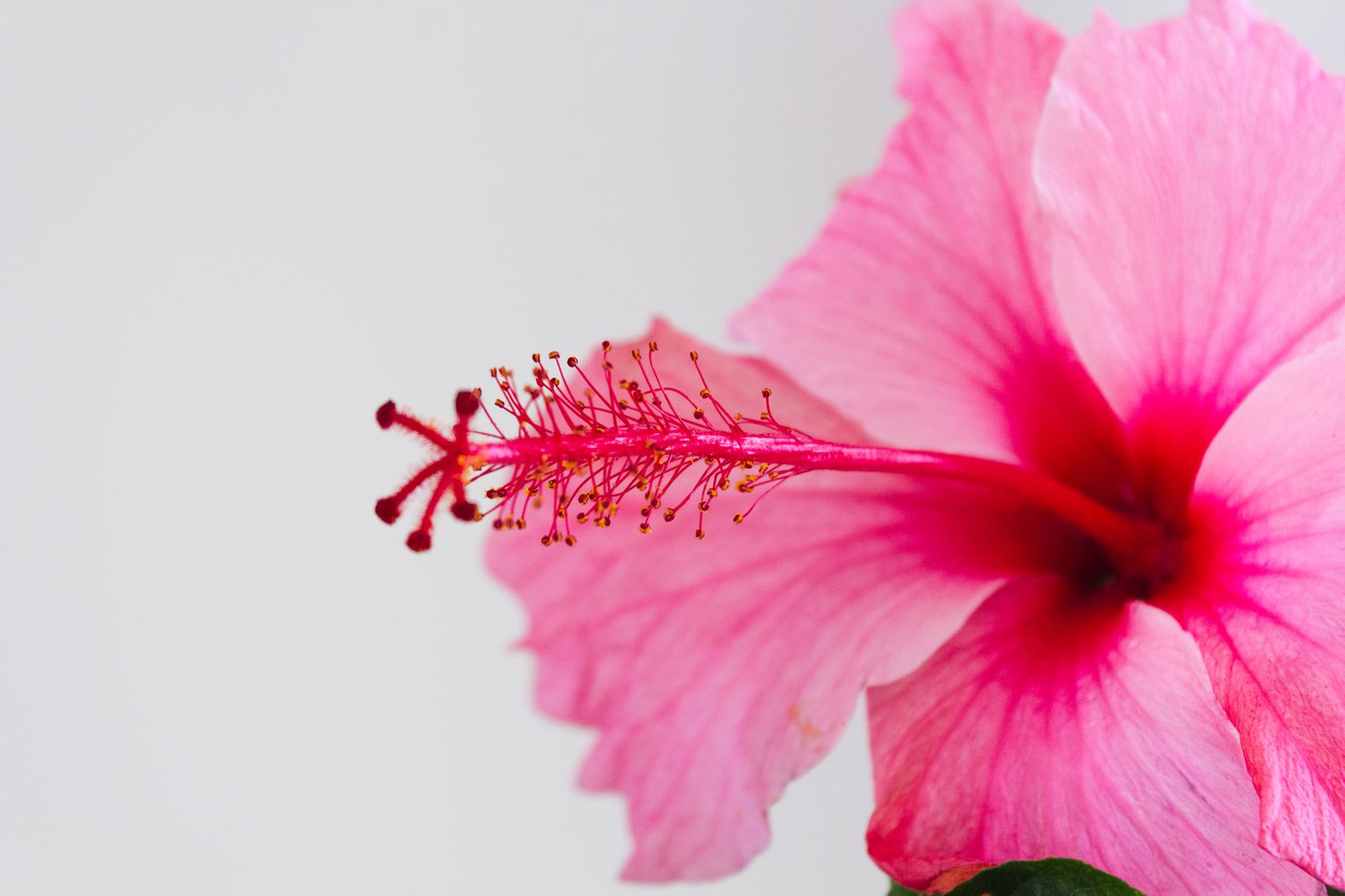 Nahaufnahme einer rosa Hibiskusblüte