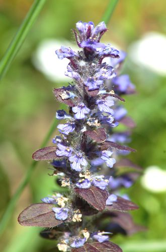 Foto mit dunklem Laub einer Ajuga-Pflanze.