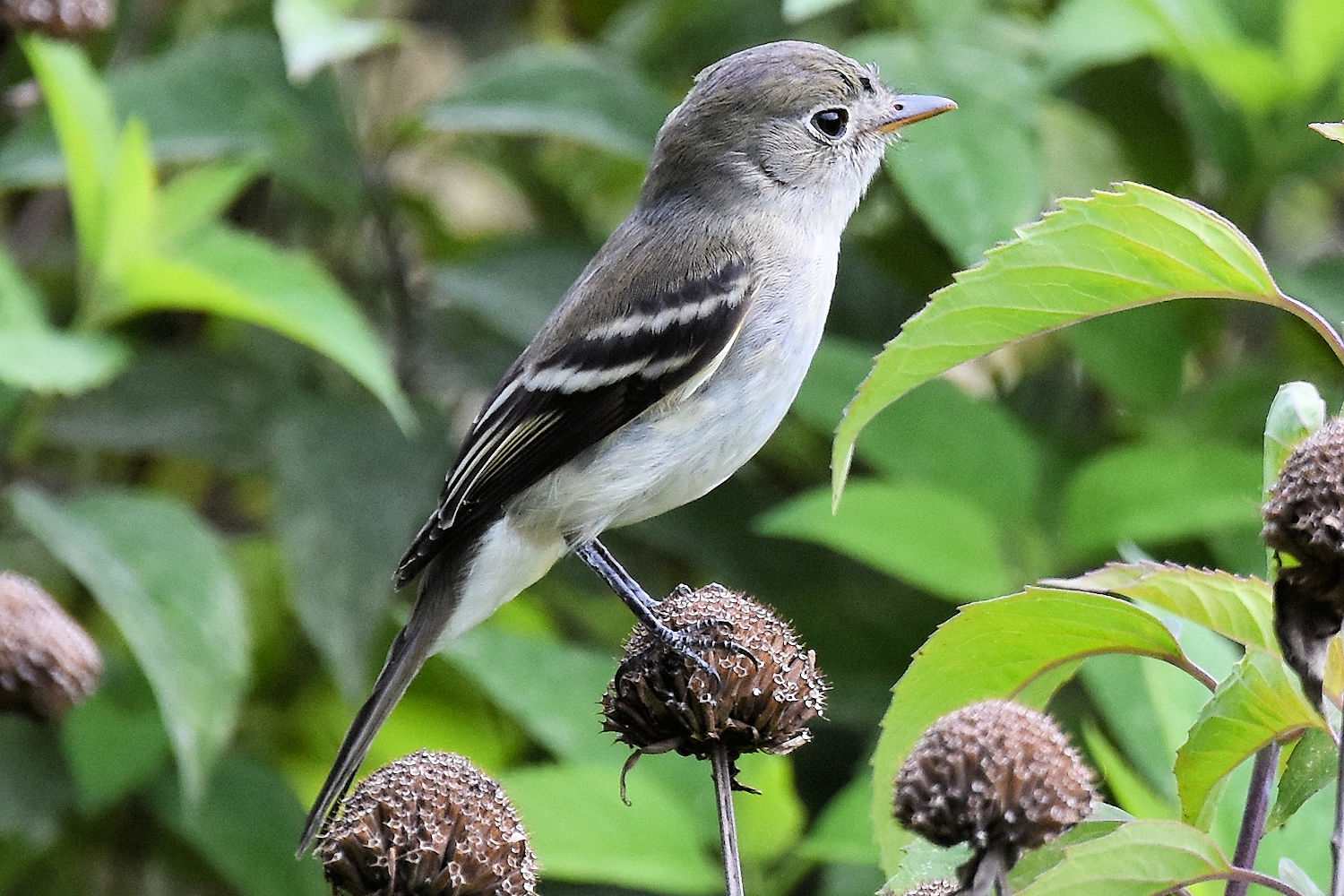 Zwergschnäpper