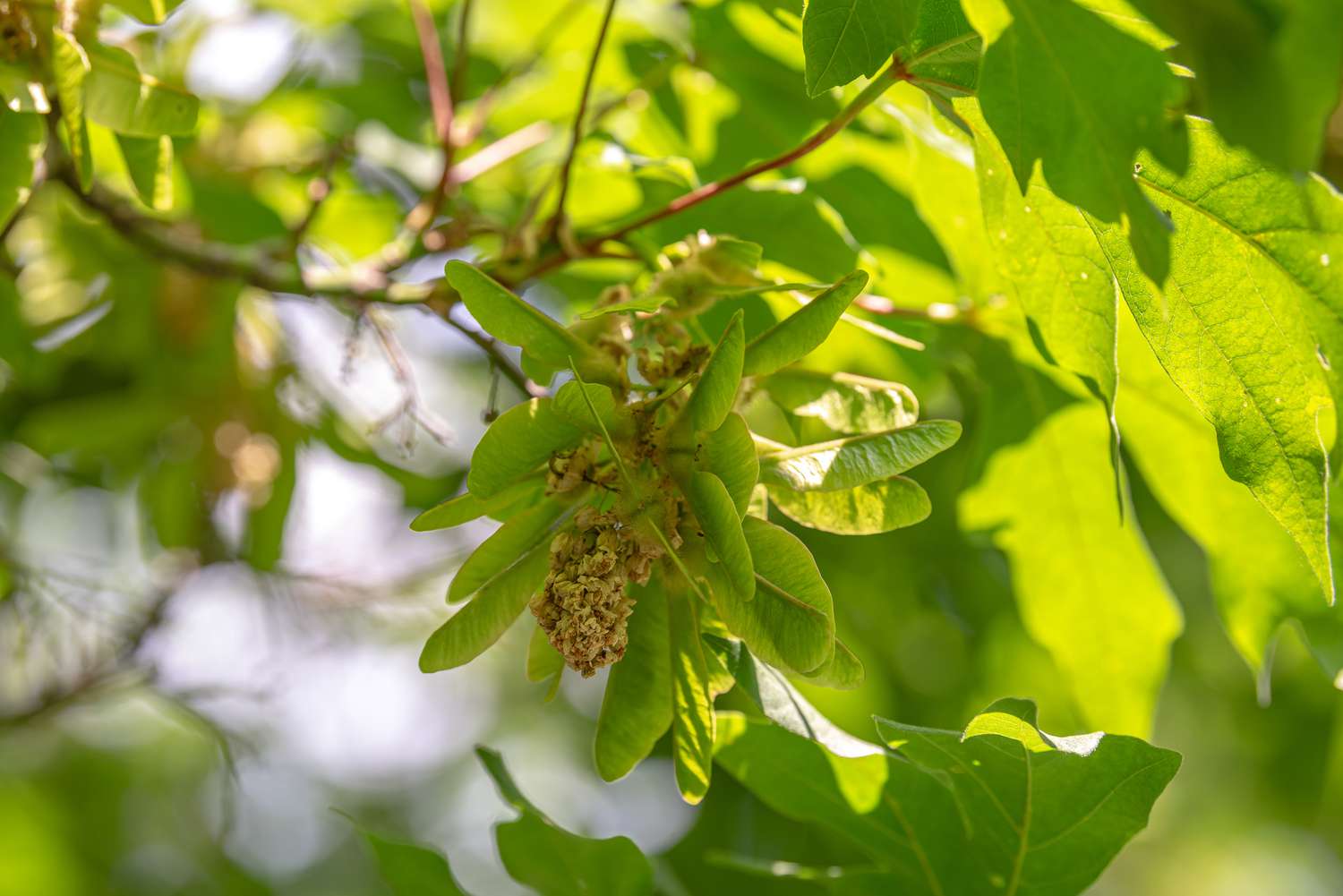 Rama de arce de hoja grande con pequeñas panículas de flores rodeadas de pequeños frutos verdes de samara