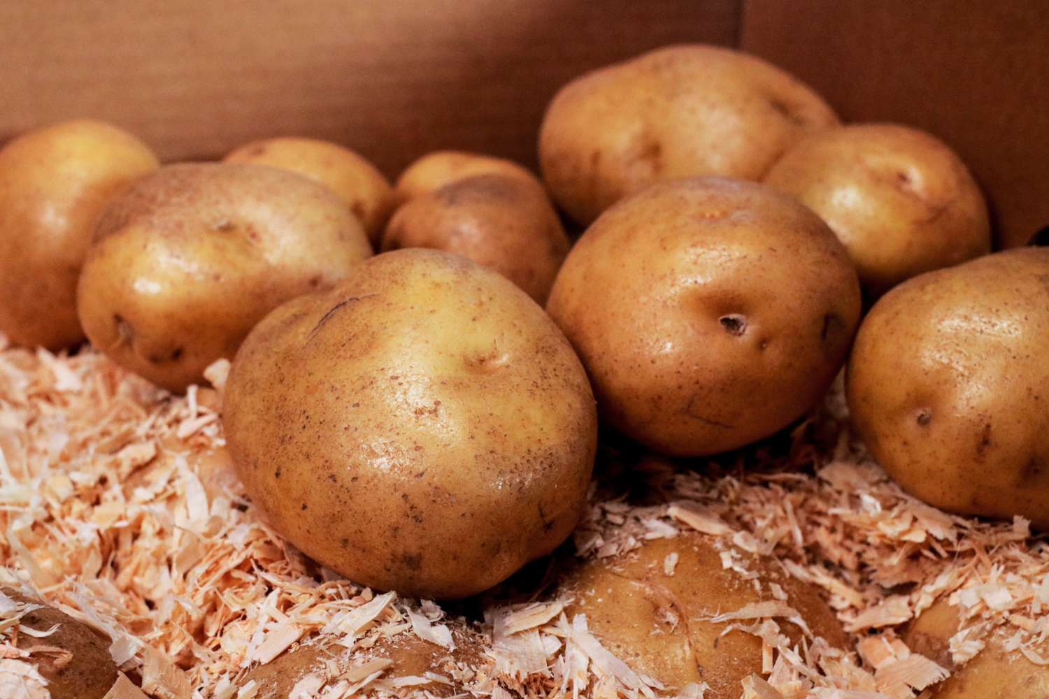 Feuchte Kartoffeln in Pappkarton mit Sägespänen gelagert
