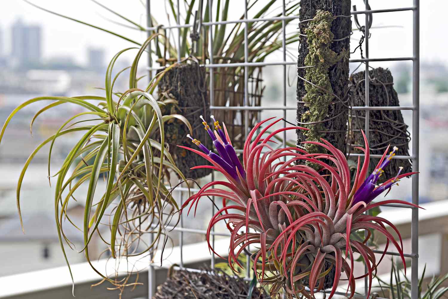 'Maxima' planta de aire con hojas verdes y rojas y flores moradas