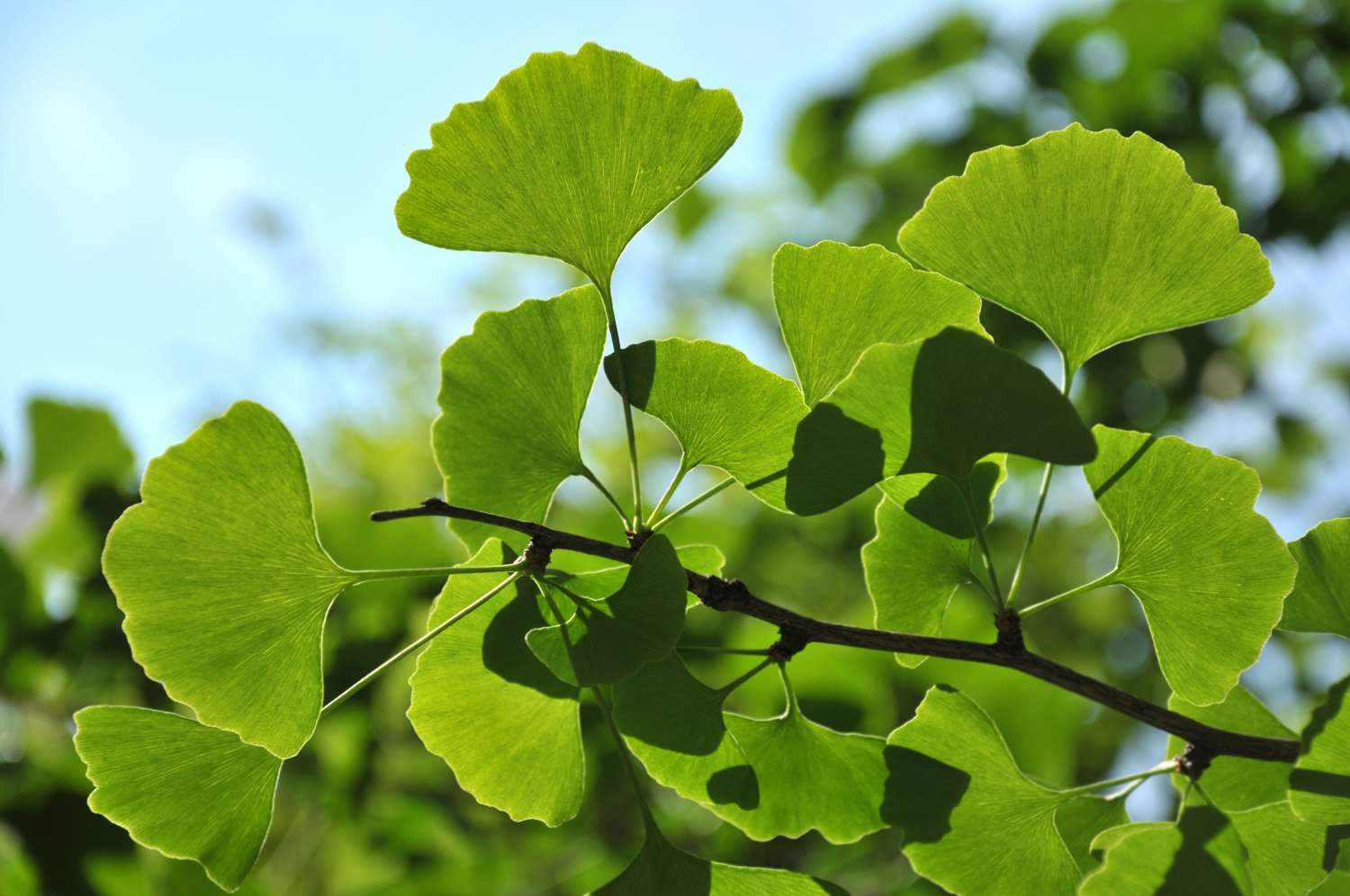 Schönheit in der Natur