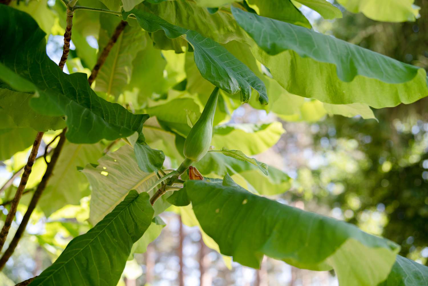 Großblättriger Magnolienbaum mit großen Blättern und grüner Blütenknospe darunter