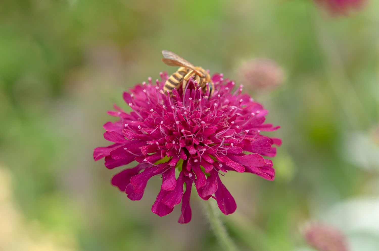Plante de Knautia avec fleurs magenta et abeille sur le dessus 