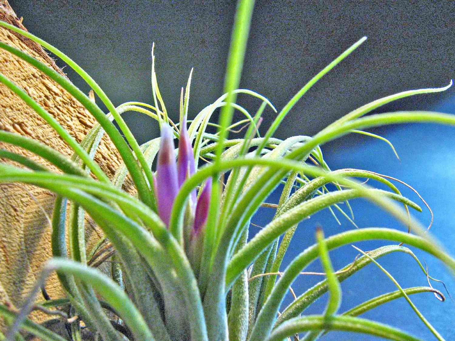 'Kolbii' planta de aire con hojas verdes y flores moradas