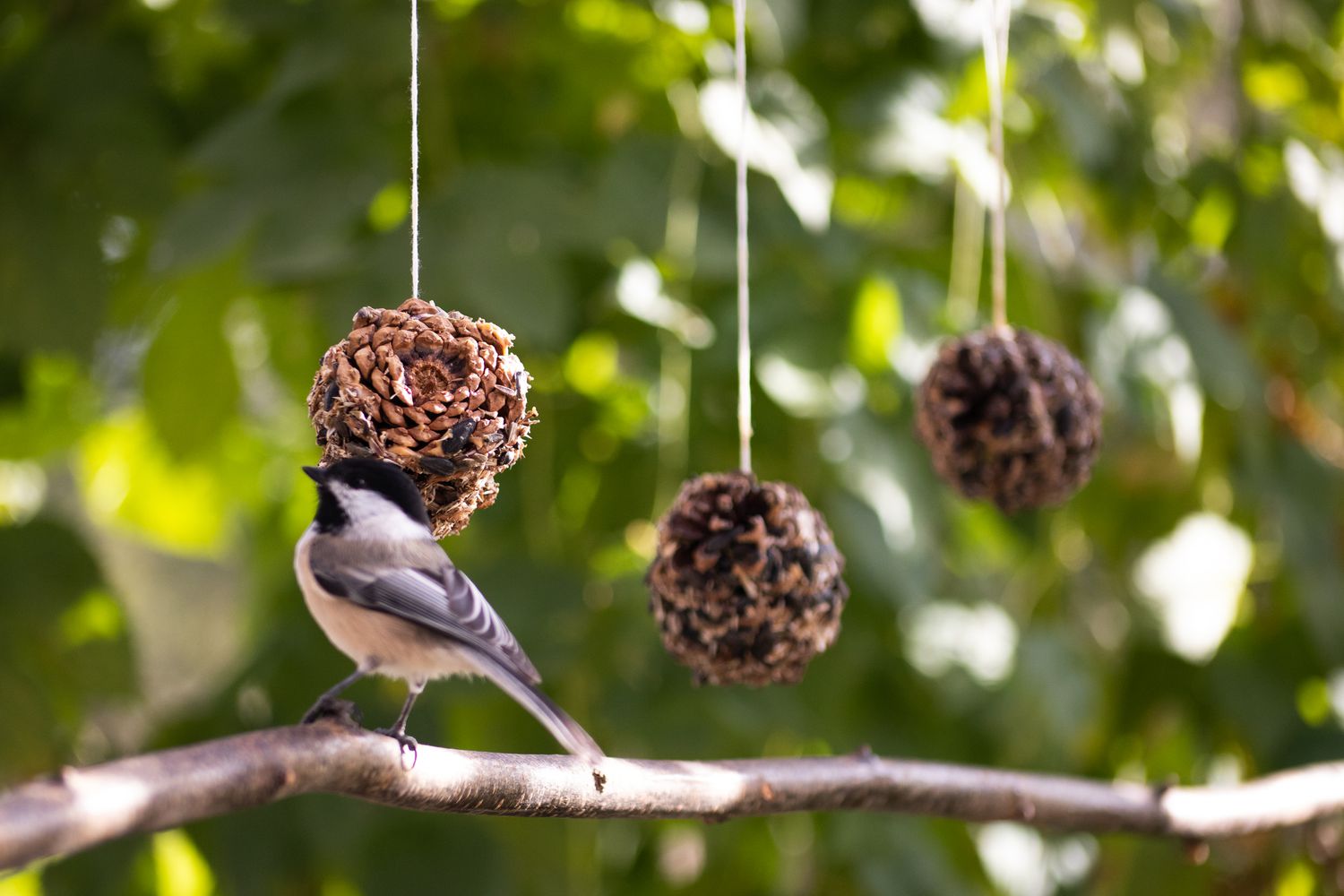 Pine cone bird feeders hanging from string next to bird on branch
