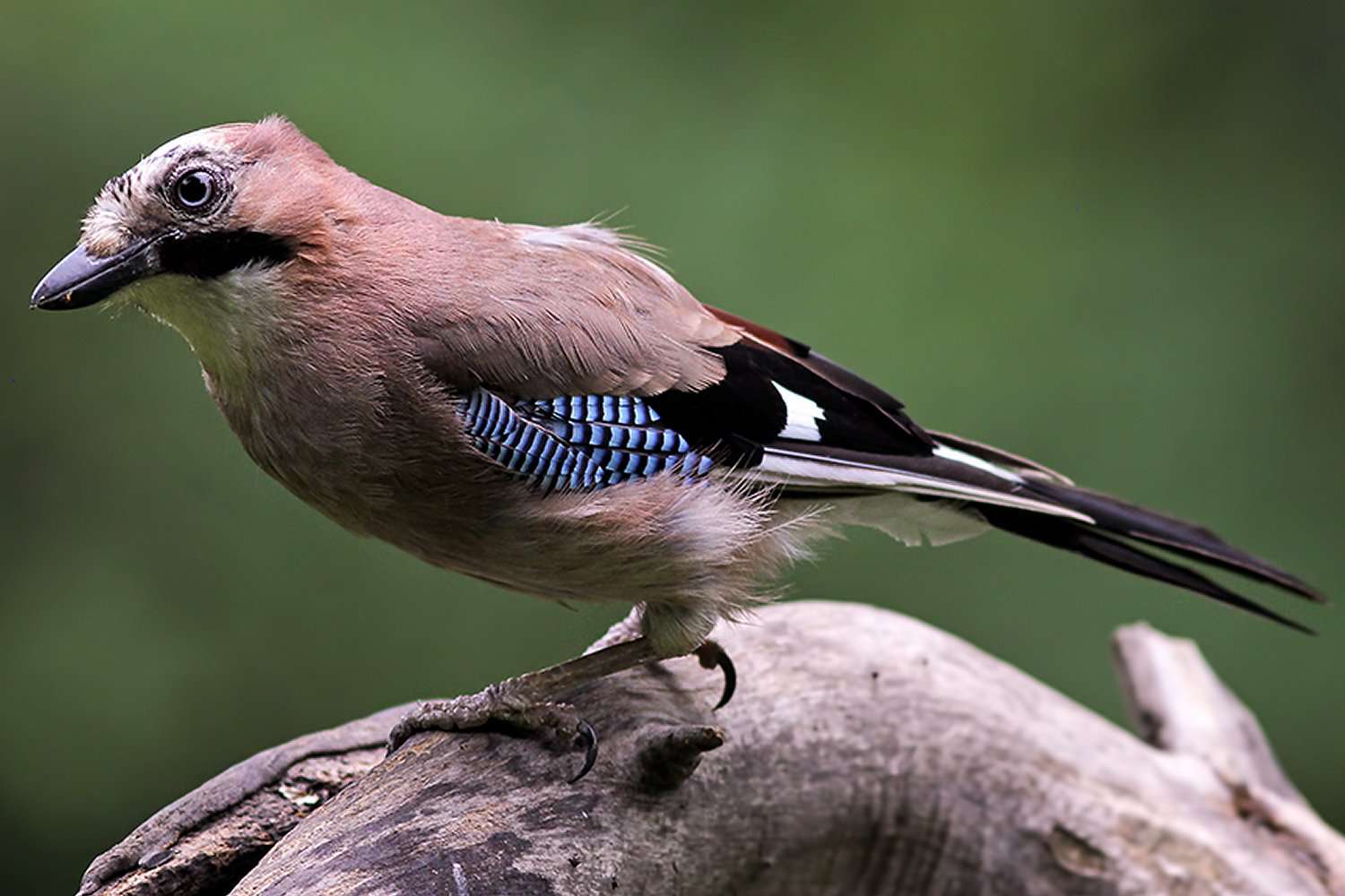close up of Eurasian Jay on branch 