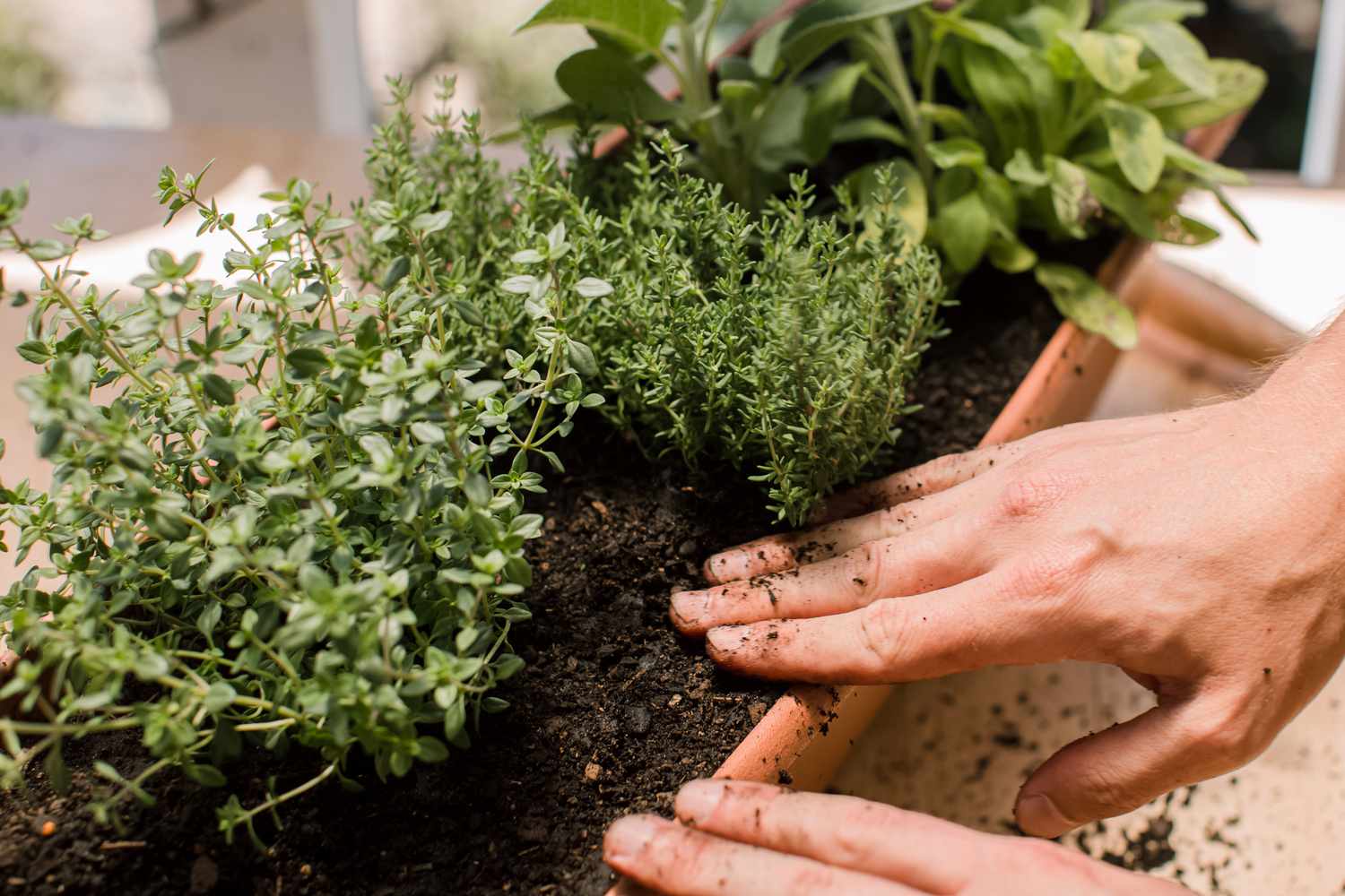 thyme growing in a container