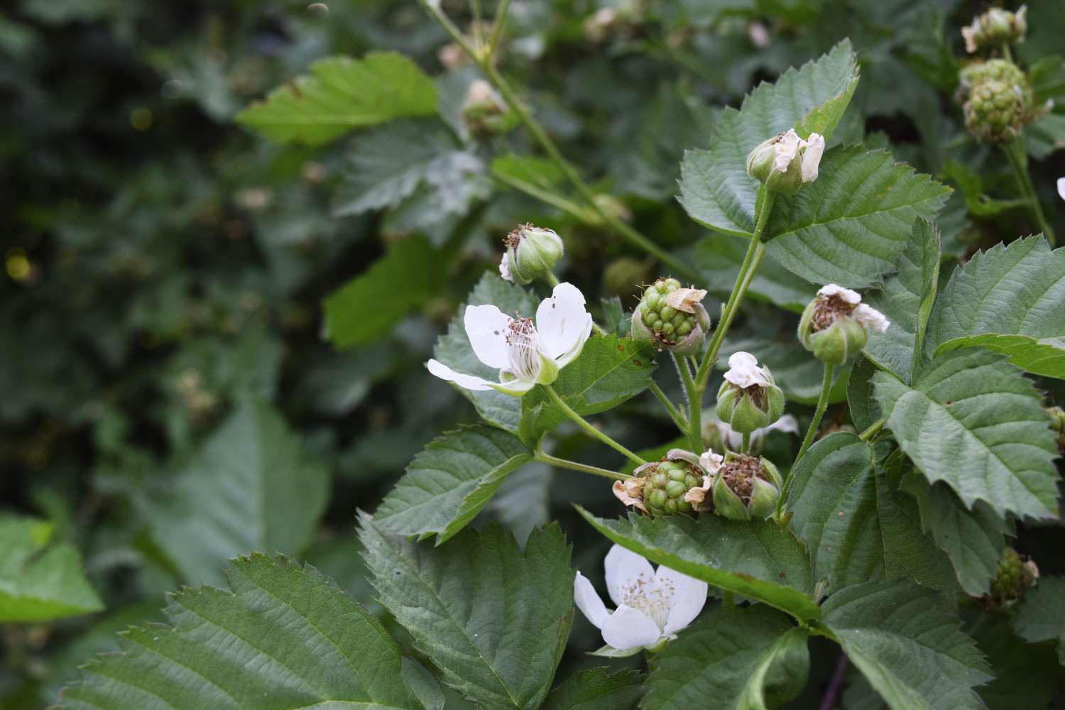 Brombeerpflanze mit kleinen weißen Blüten, Blütenknospen und hellgrünen Fruchtknospen