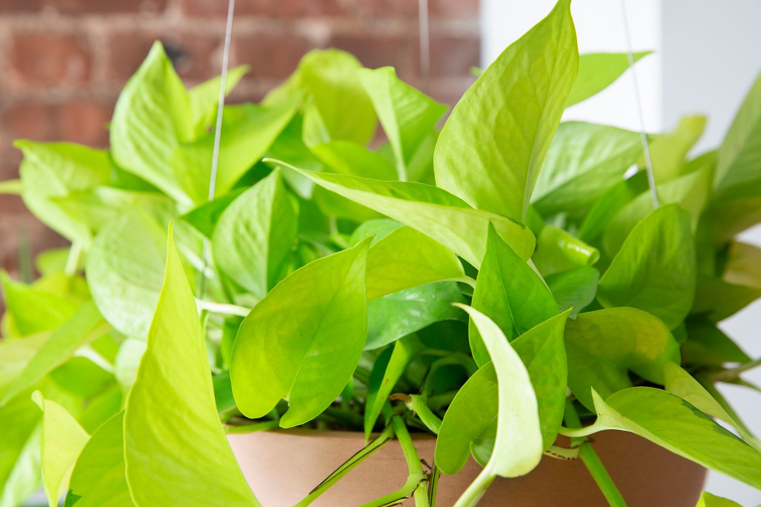 Closeup of neon pothos