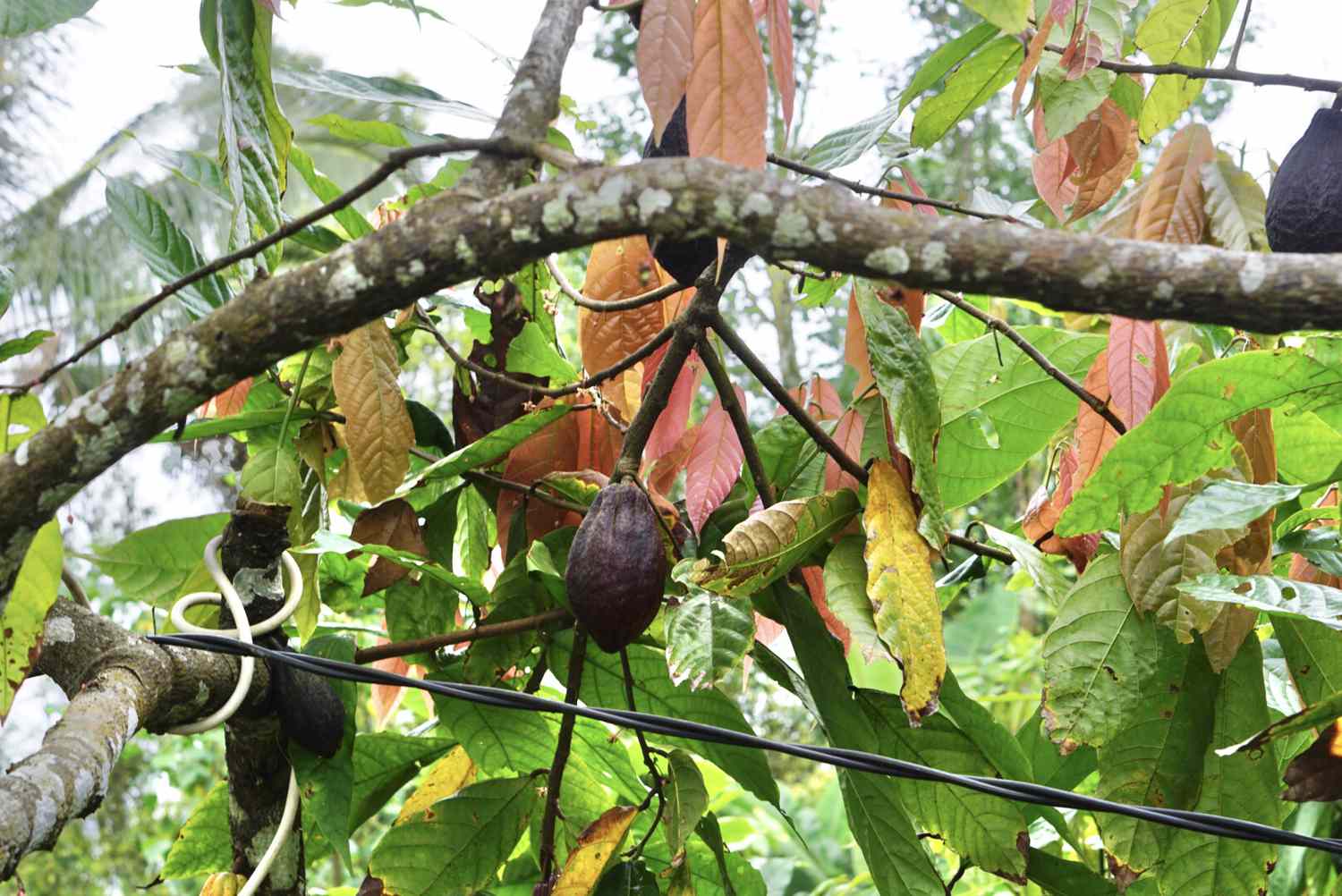 Galhos de cacaueiro com folhas verdes e marrons com grãos de cacau no meio sobre arame preto