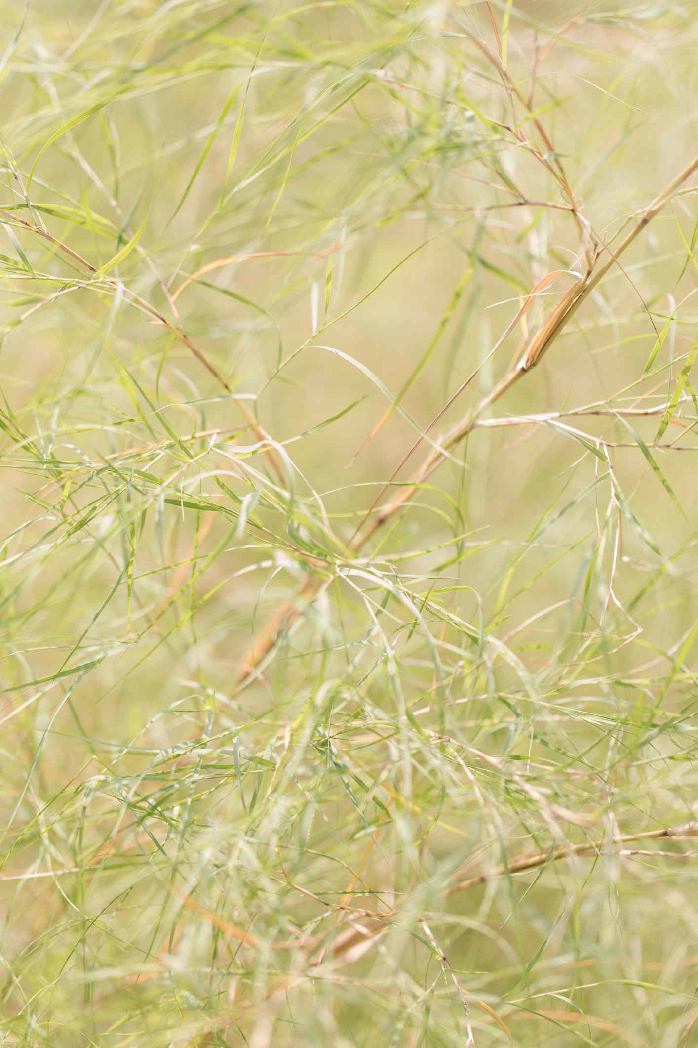 Bamboo Muhly Grass