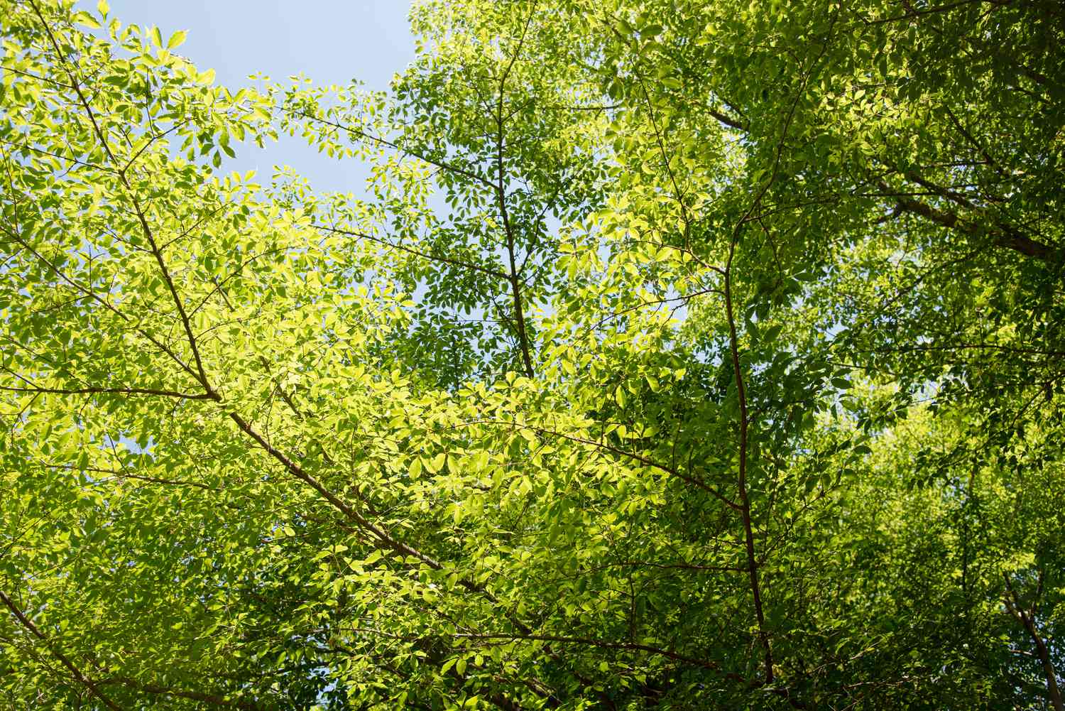 Ahornzweige mit hellgrünen dreiblättrigen Blättern im Sonnenlicht